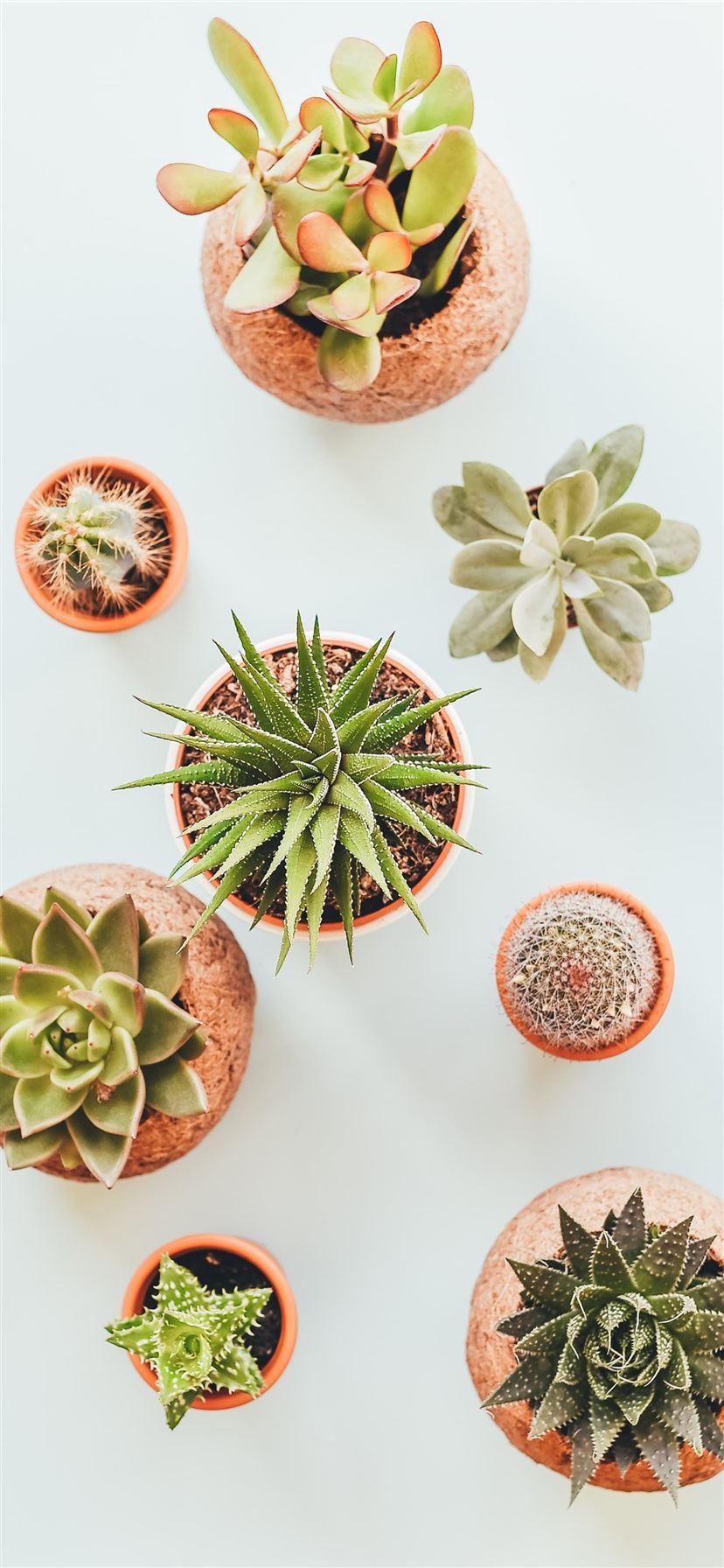 Clay Pots Wallpapers - Top Free Clay Pots Backgrounds - WallpaperAccess