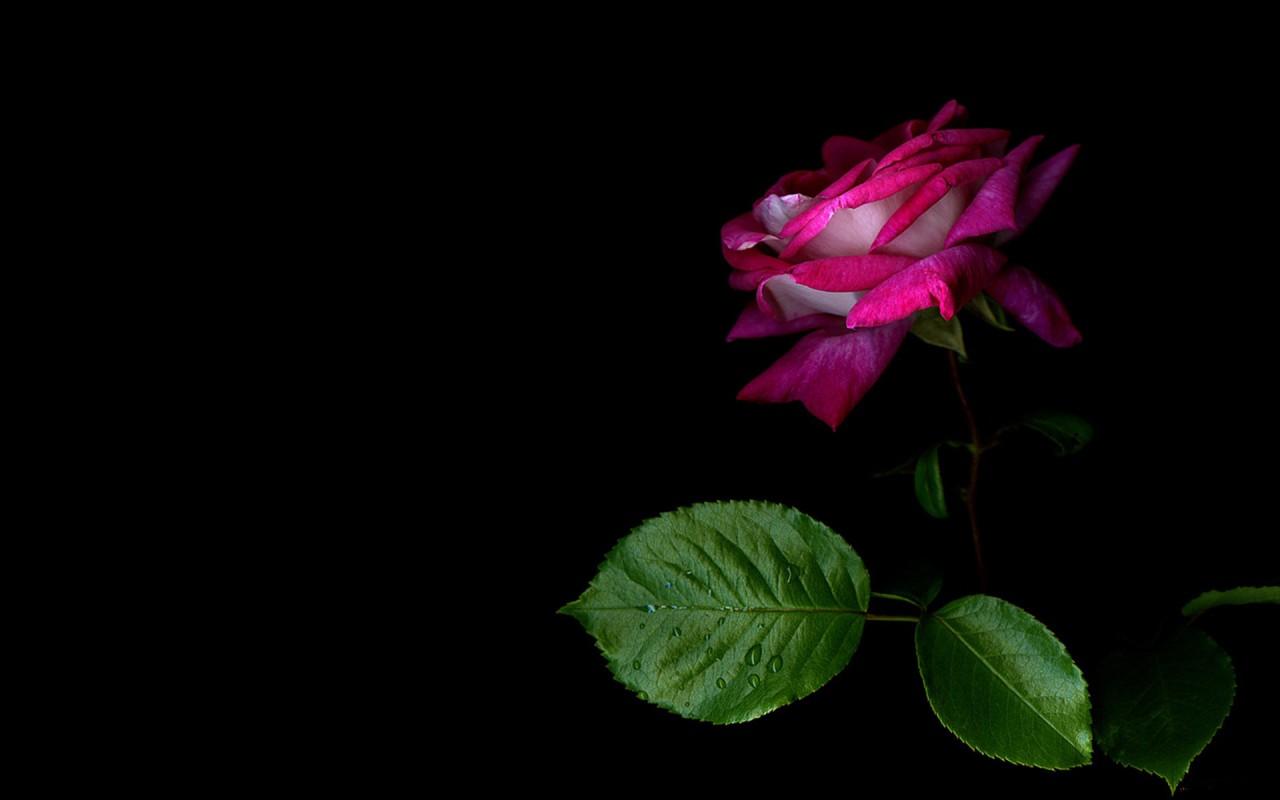 1280x800 Proud Beauty wallpaper. Proud Beauty
