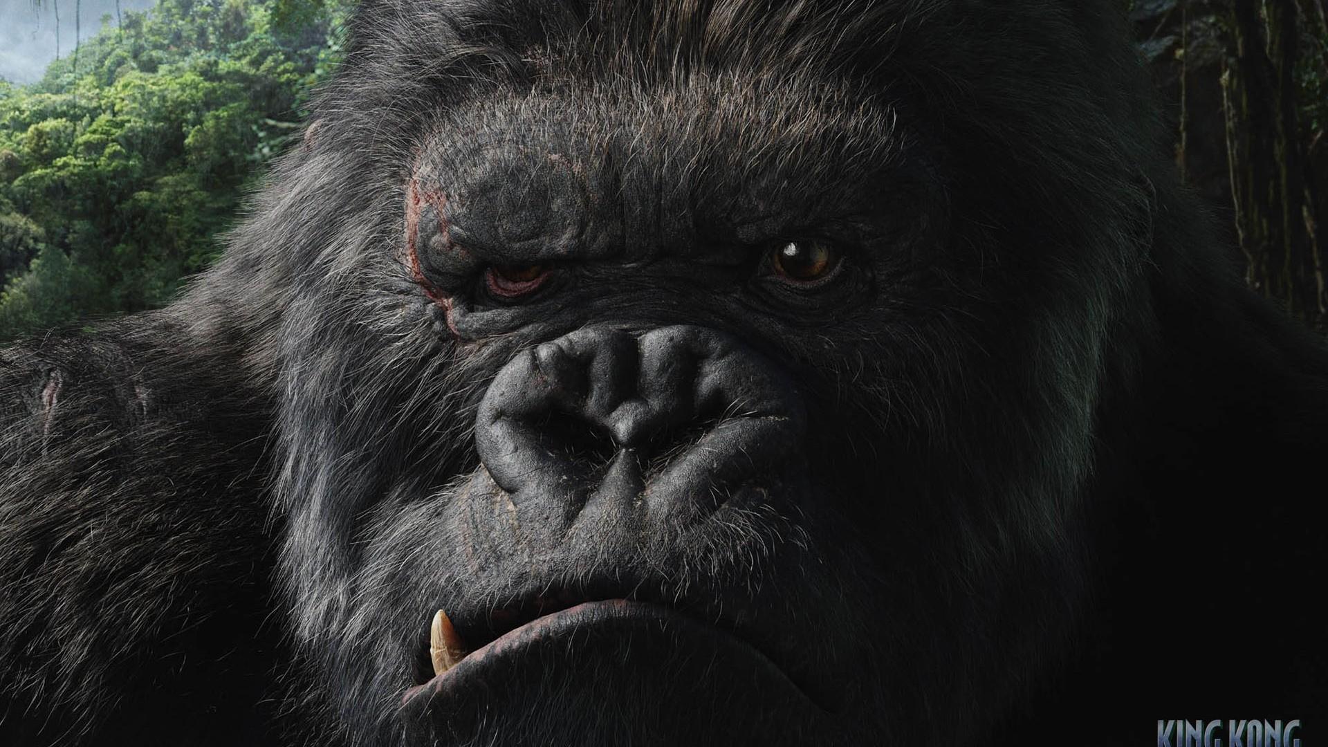 1920x1080 Movies King Kong 2005 (Year) Creature 1920x1080 UHD Wallpaper. Walldump HD and UHD Wallpaper