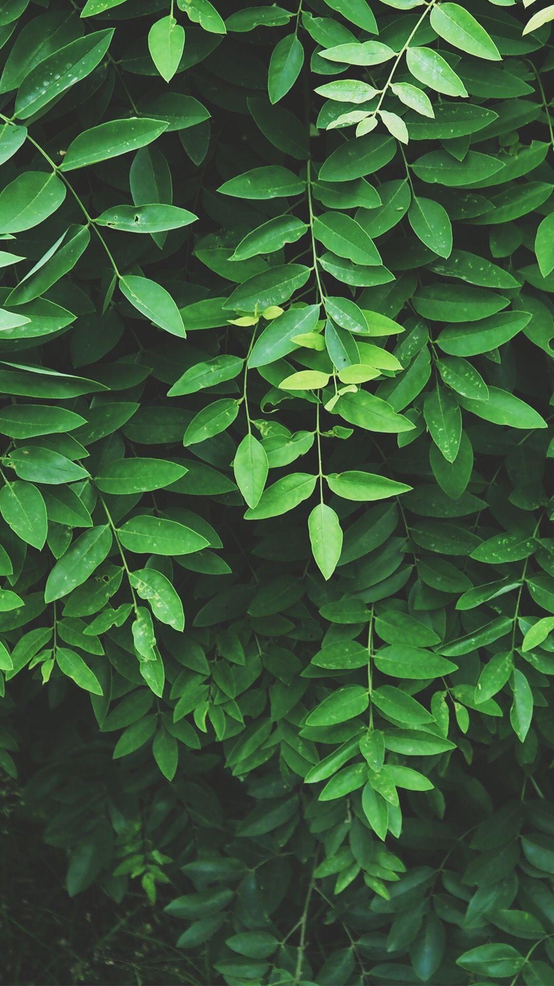 1080x1920 Green Plant Aesthetic Wallpaper