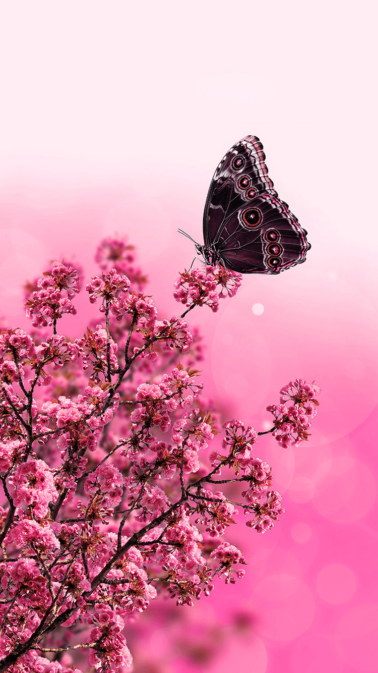 750x1334 TAP AND GET FREE APP ⬆️ Butterfly with pink flowers wallpaper for iPhone 6 from Eve. Nature iphone wallpaper, Flower iphone wallpaper, Flower background wallpaper