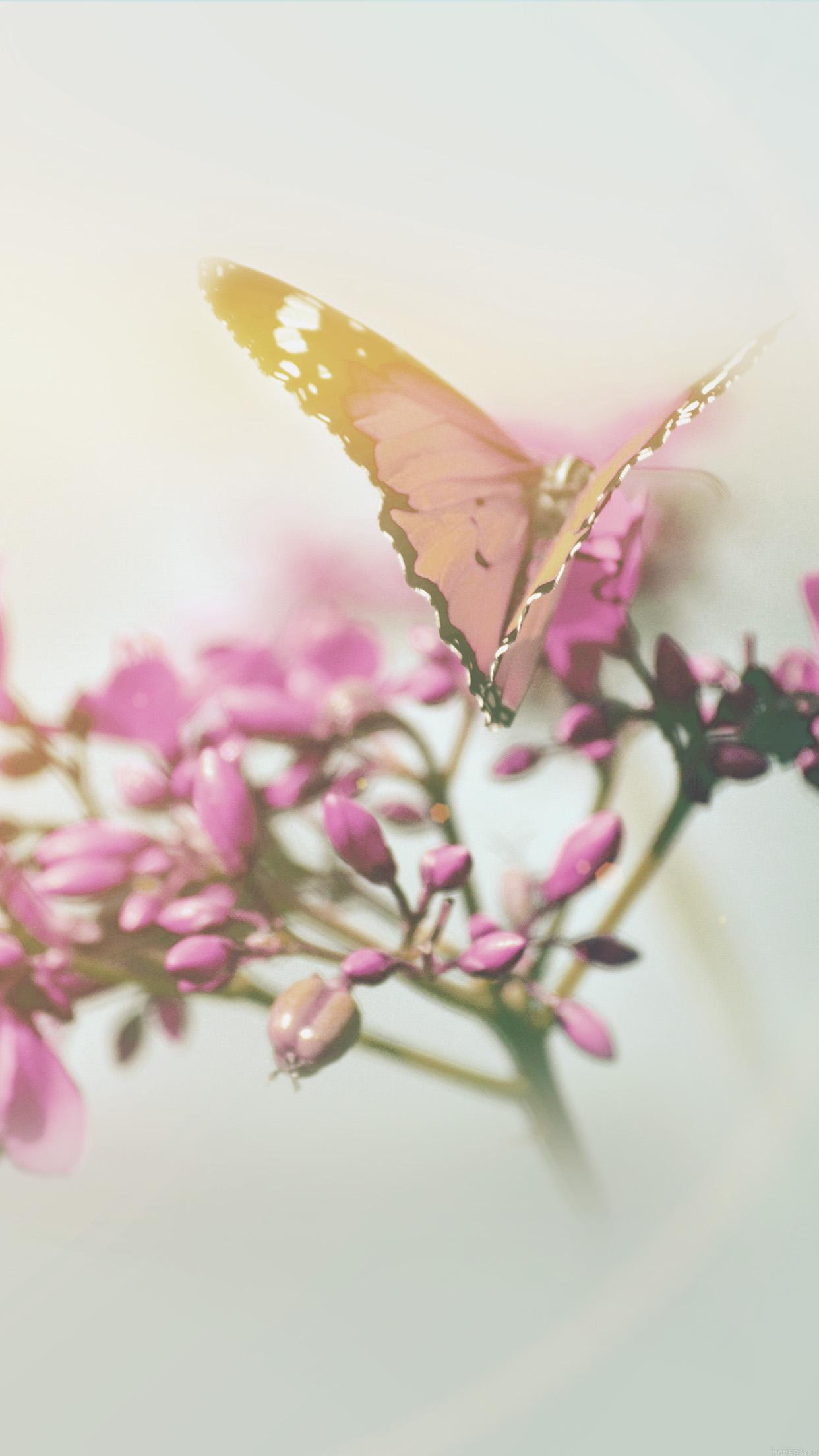 1242x2208 iPhone X wallpaper. nature butterfly flower flare red
