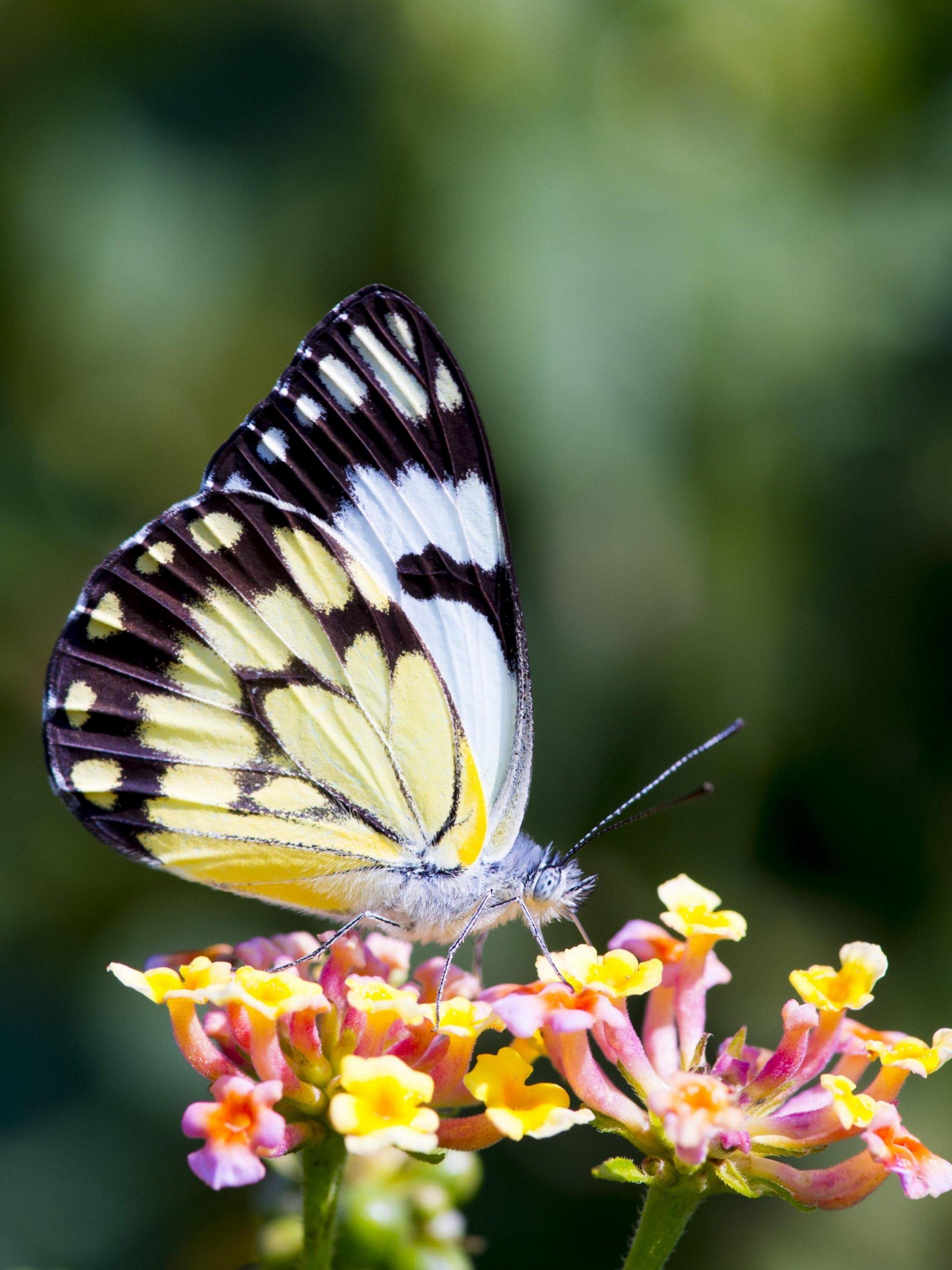 2048x2732 Butterfly on Flower Wallpaper, Android & Desktop Background