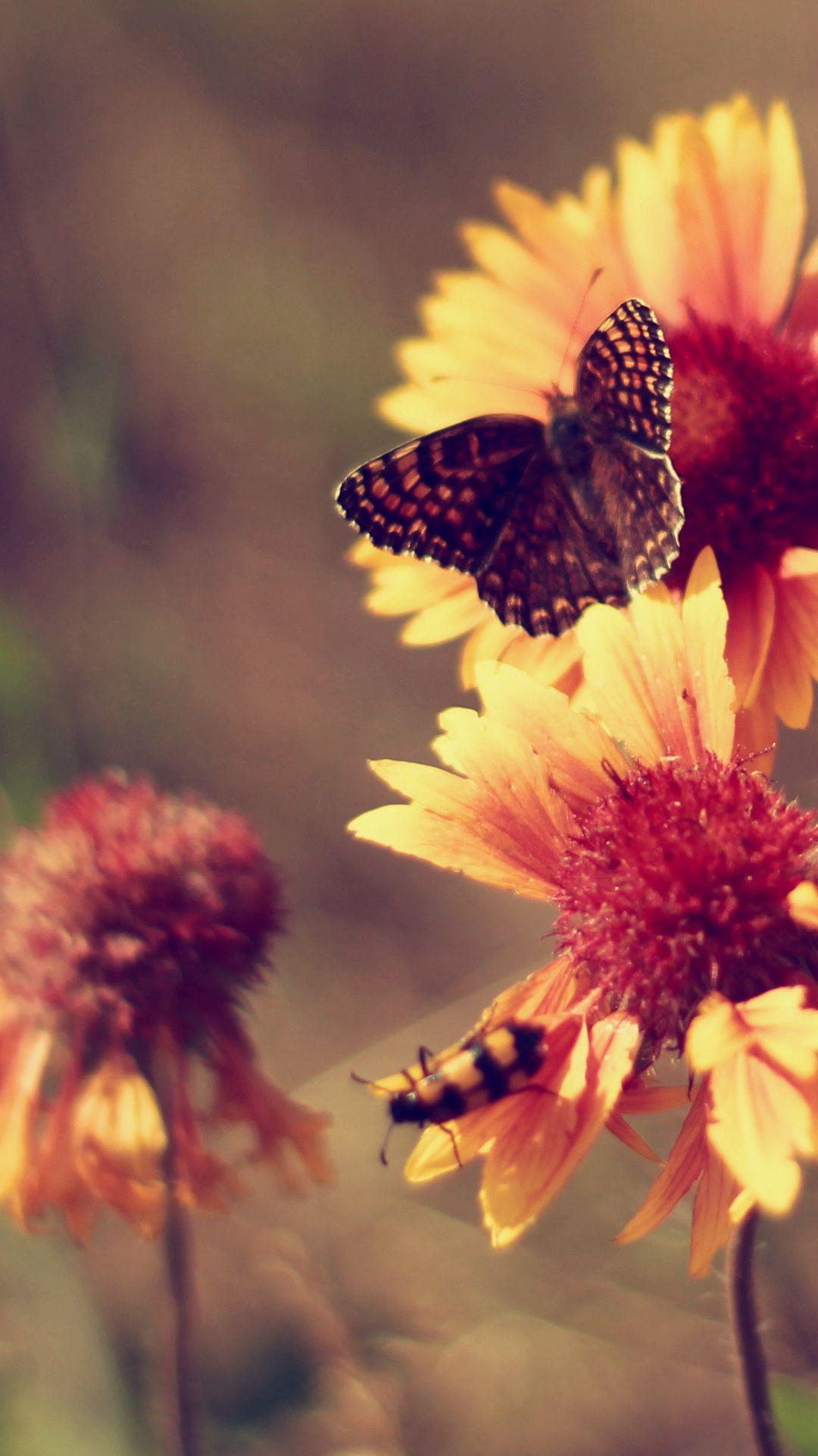 1080x1920 vintage, marigolds, butterfly, summer, heat, flowers photo. iPhone wallpaper vintage flower, Vintage flowers wallpaper, Flower iphone wallpaper