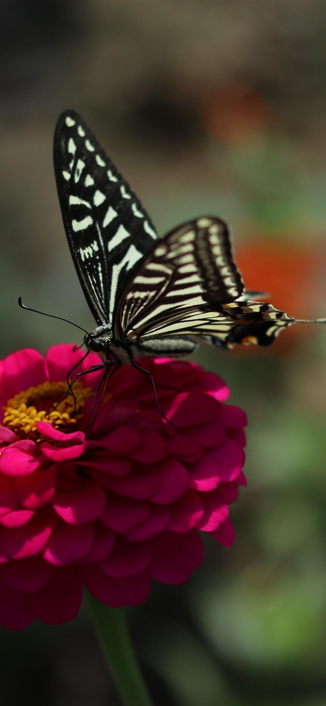1125x2436 Aesthetic Butterfly Wallpaper iPhone X Wallpaper Portal