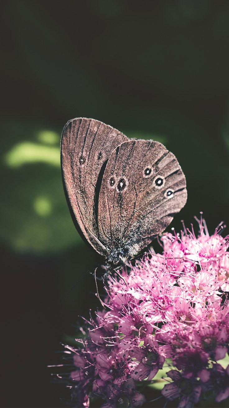 736x1308 Beautiful Flower Wallpaper For iPhone (Free Download!)