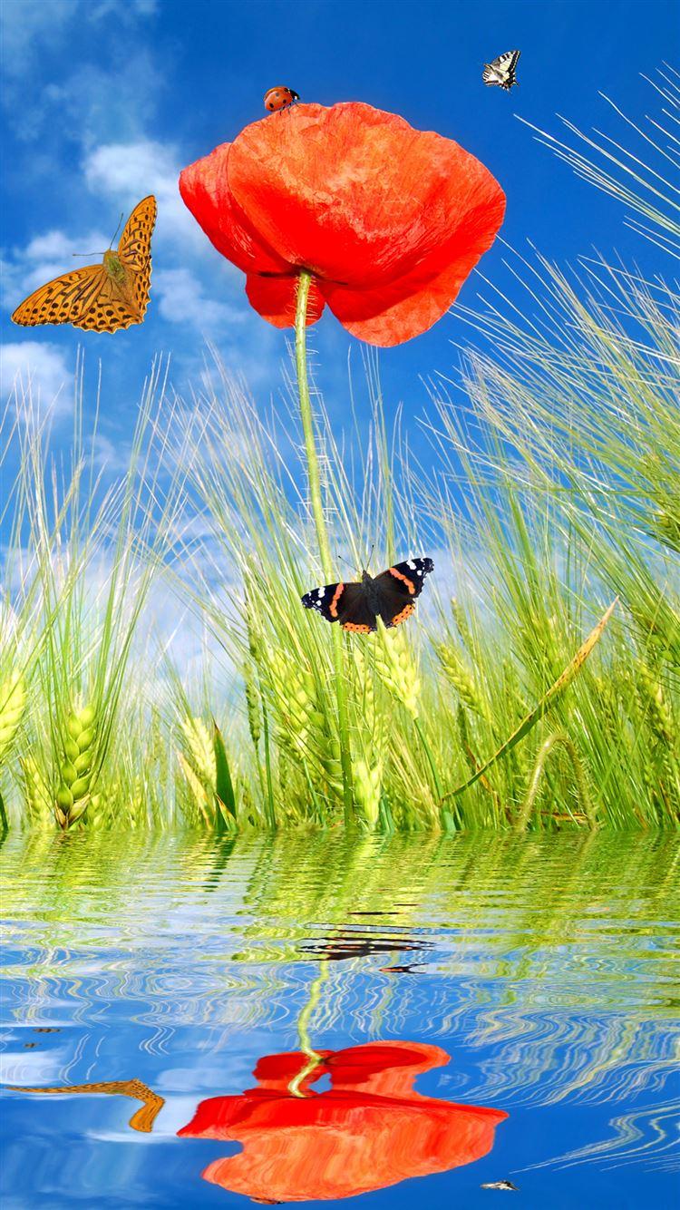 750x1334 Spring Poppy Flowers And Butterflies iPhone 8 Wallpaper Free Download