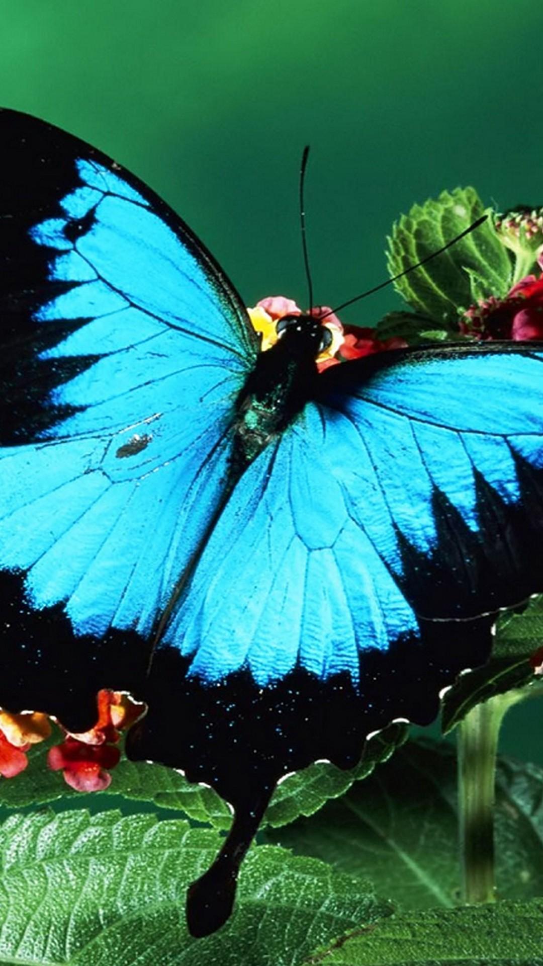 1080x1920 iPhone X Wallpaper Blue Butterfly Resolution Butterfly With Flower