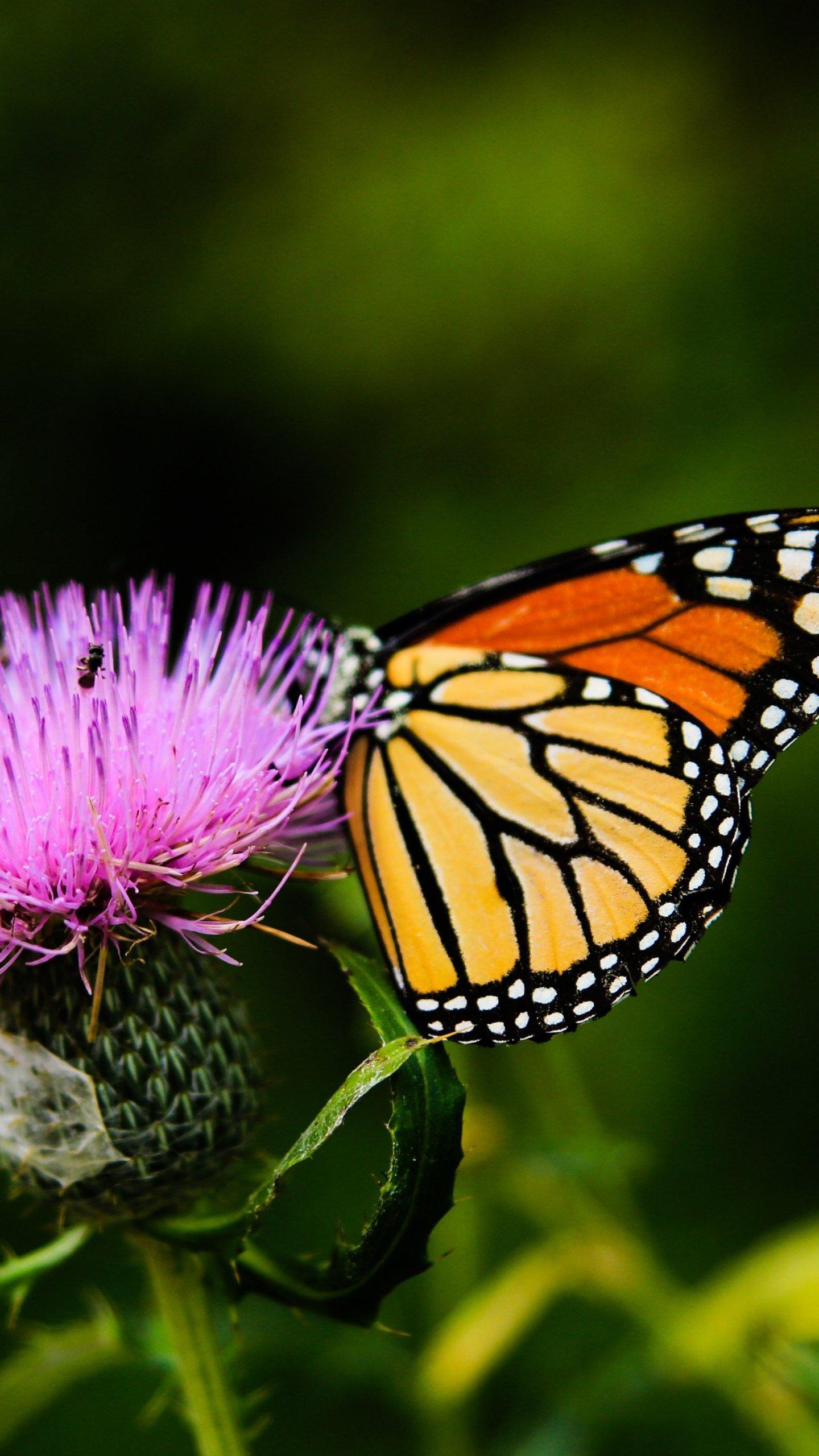 1440x2560 Butterfly iPhone Wallpaper