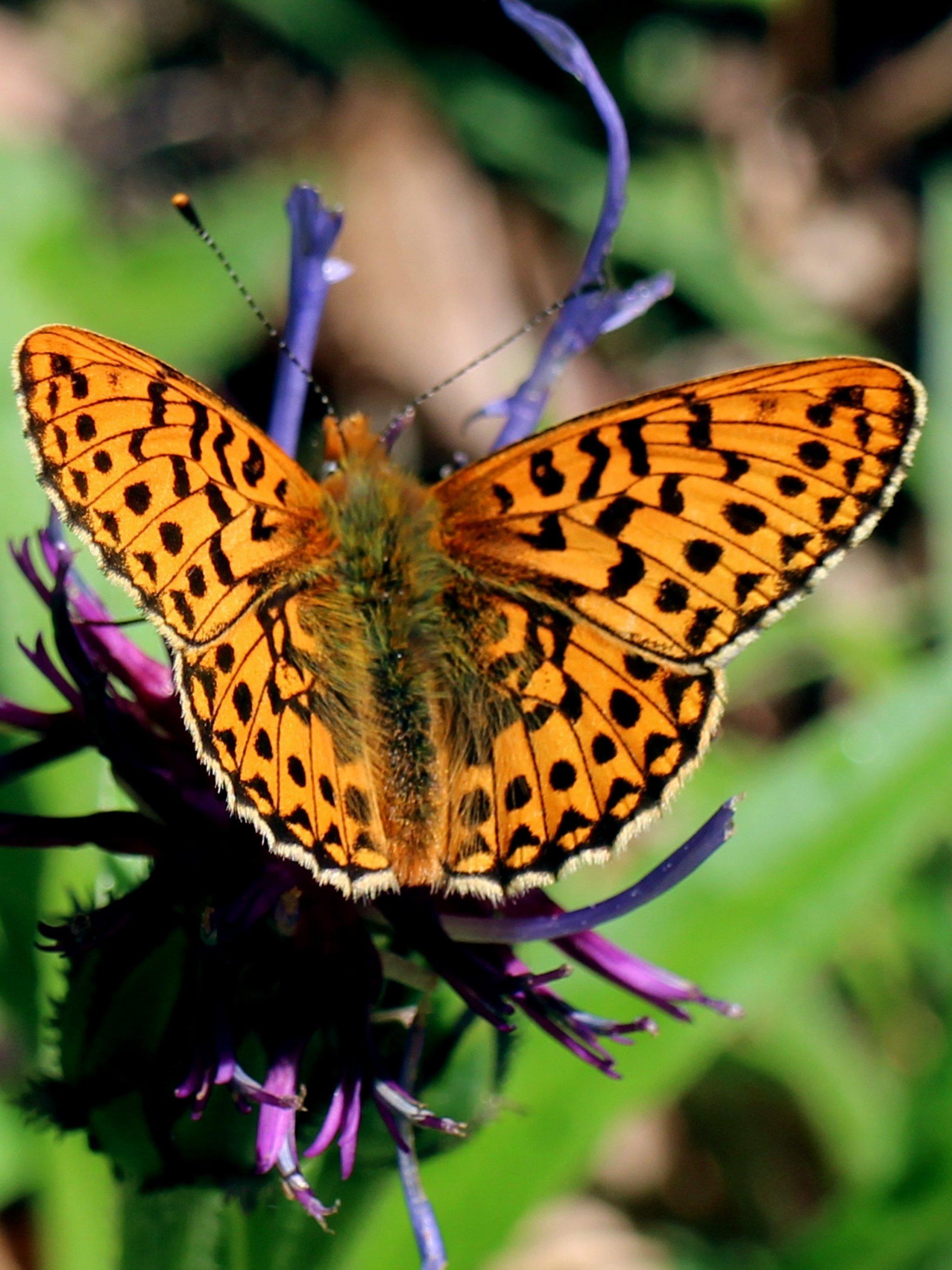 пестрая бабочка. бабочка крапчатый арлекин. бабочка пестрокрыльница. махаон перламутровка. бабочка крапчатый арлекин.