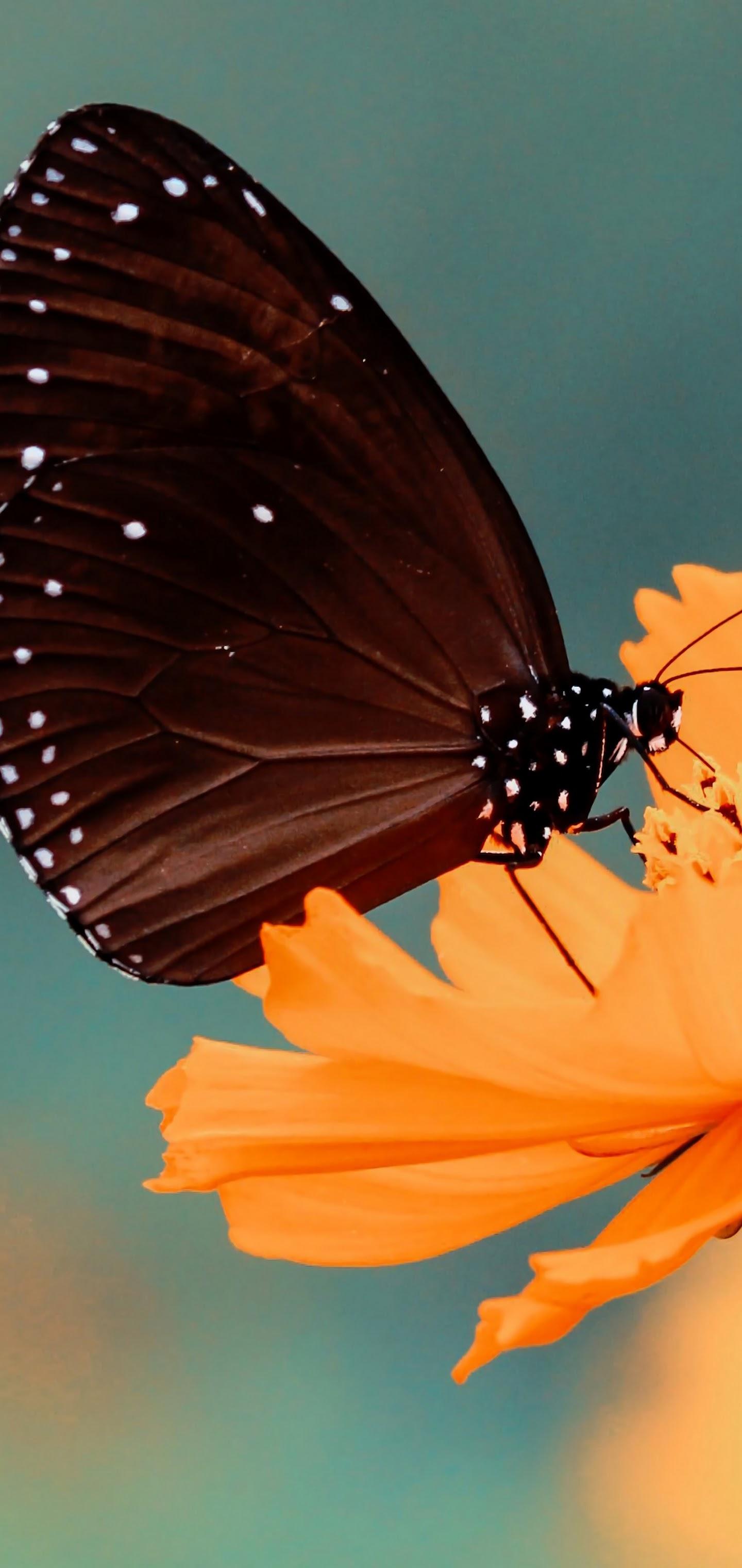 1440x3040 Flower Butterfly 4K Wallpaper