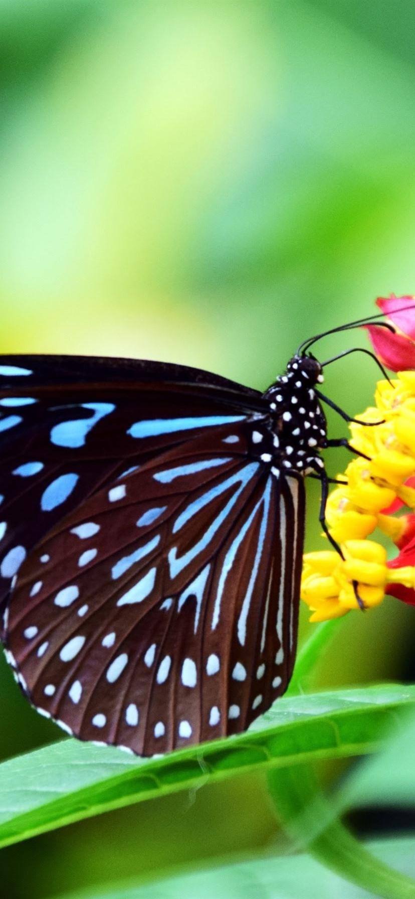 828x1792 Black Wings Butterfly, Flowers, Green Background 828x1792 IPhone 11 XR Wallpaper, Background, Picture, Image