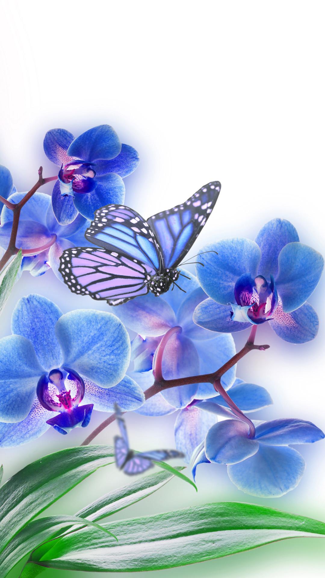 1080x1920 Butterfly iPhone HD Background Pixels Talk Download Background iPhone