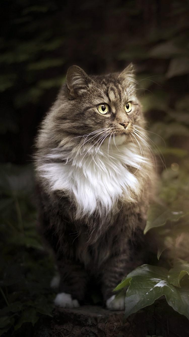 750x1334 Gray Cat And Lamp, Leaves 750x1334 IPhone 8 7 6 6S Wallpaper, Background, Picture, Image