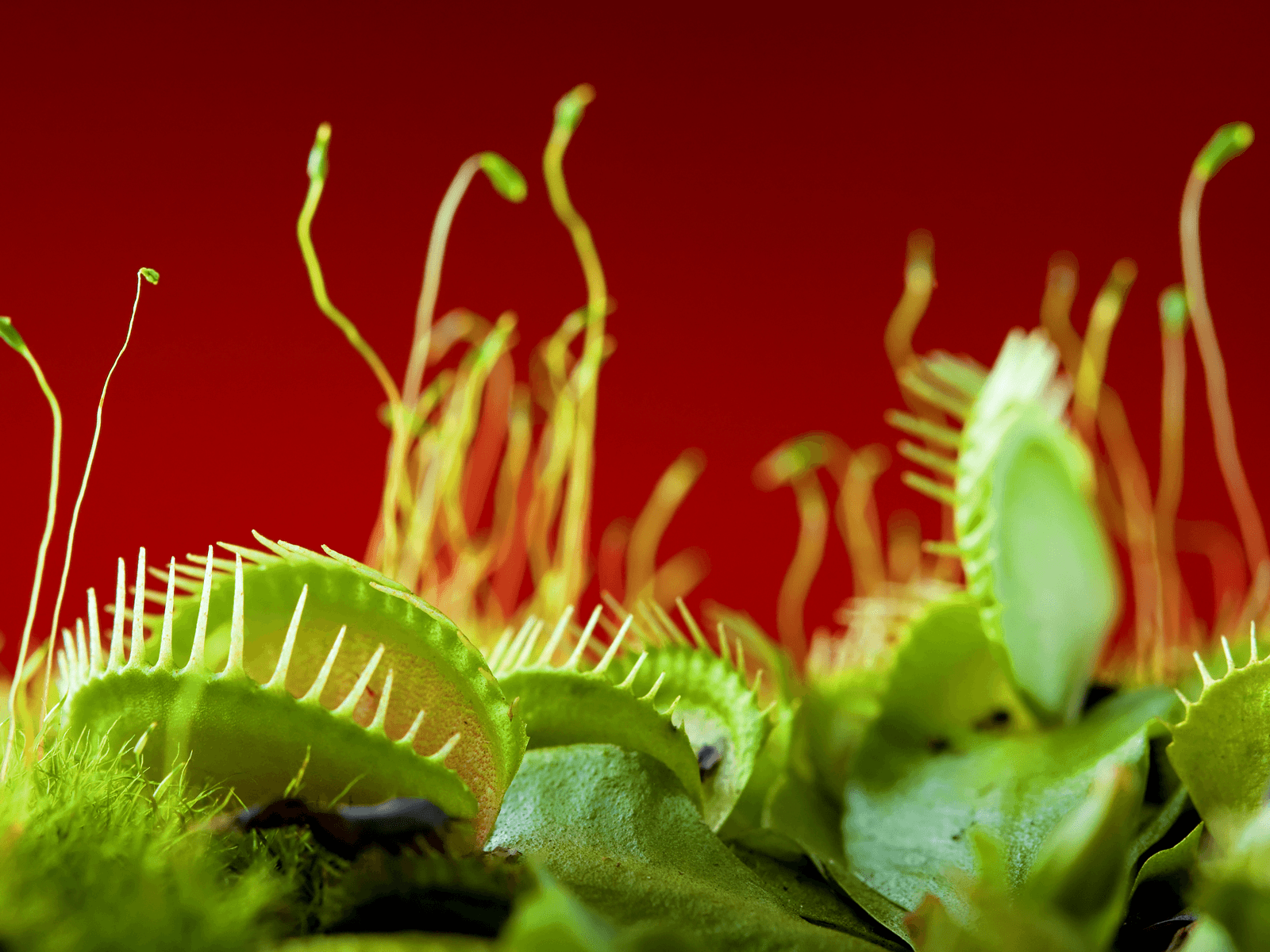 1600x1200 Insectivorous Plant Wallpaper