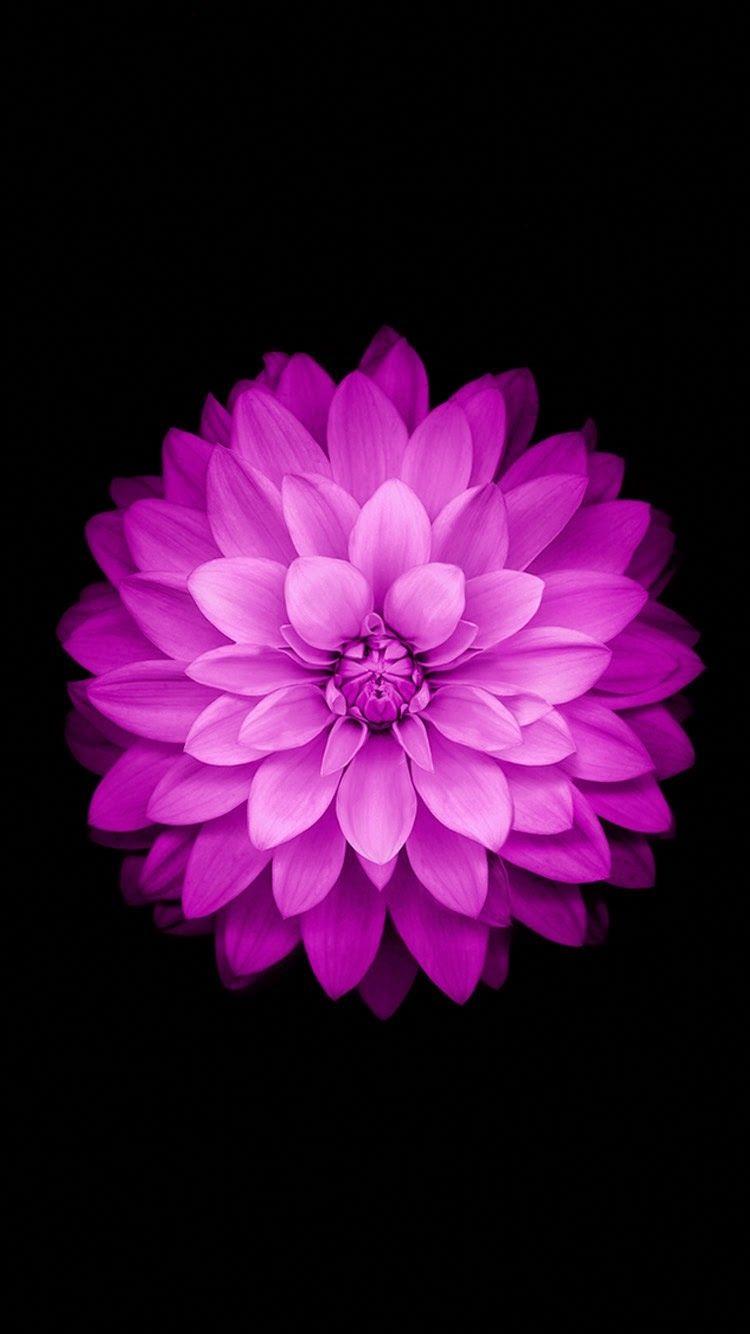 750x1334 iPhone 5s HD Original Wallpaper