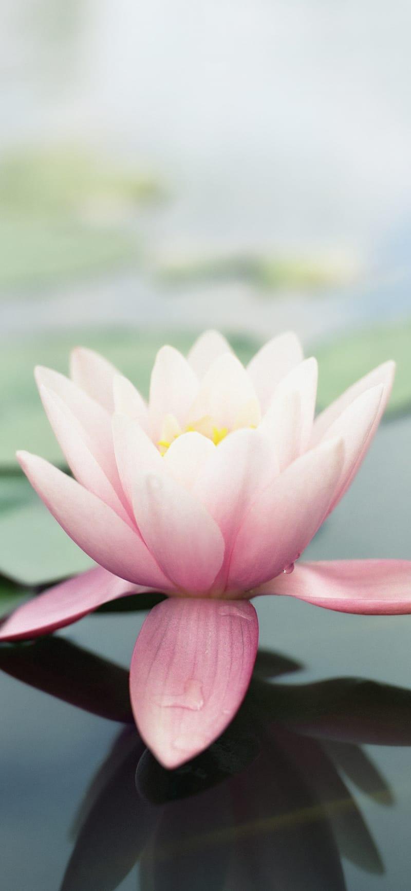 800x1732 Download Original iPhone Wallpaper HD