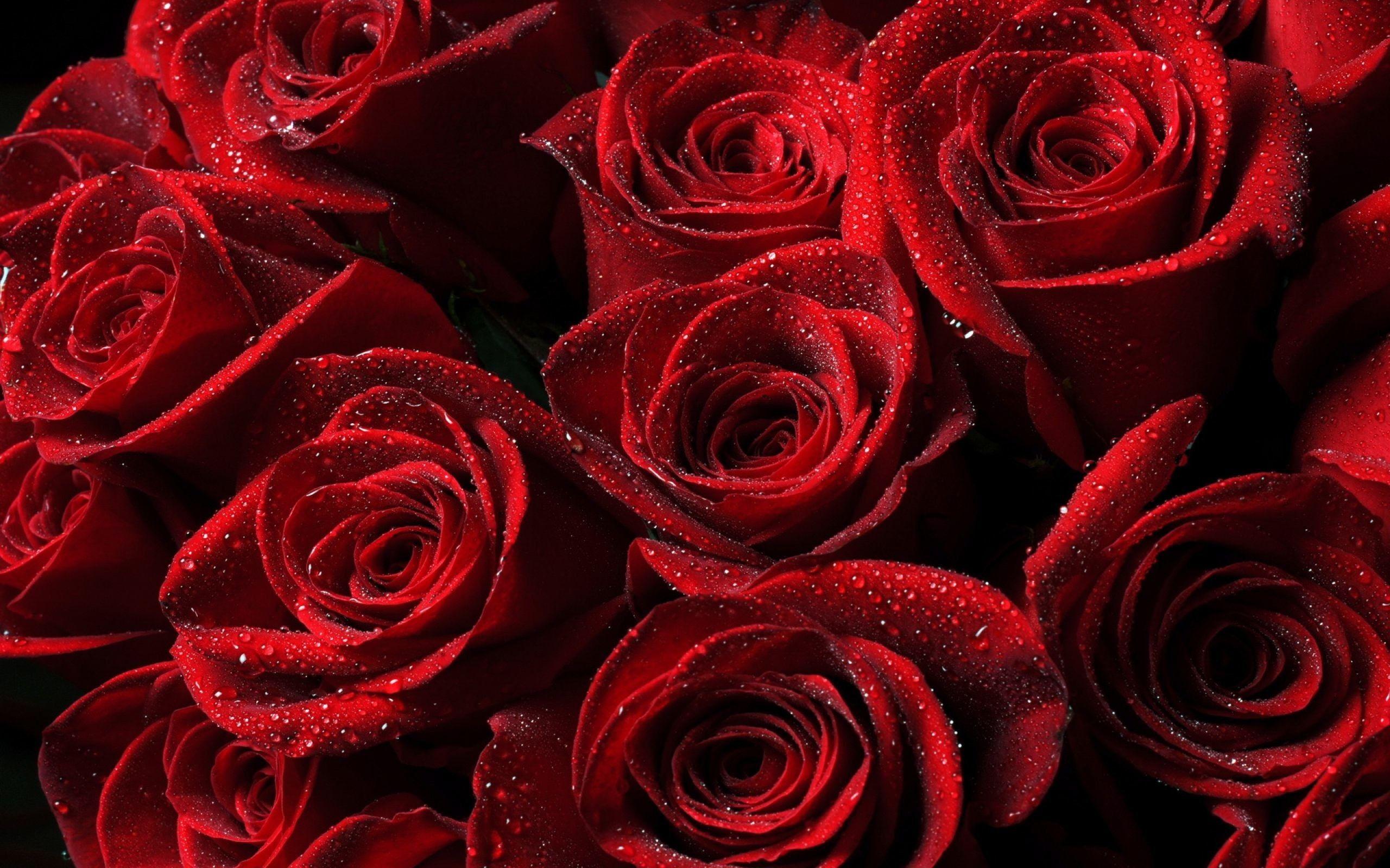 2560x1600 Rose Laptop Wallpaper, HD Rose Laptop Background