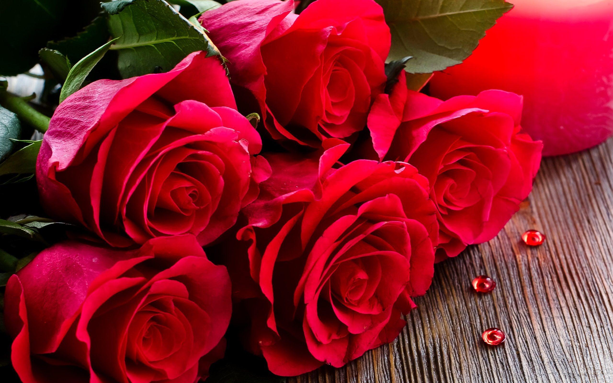 2560x1600 Red Rose Desktop Background Wallpaper HD