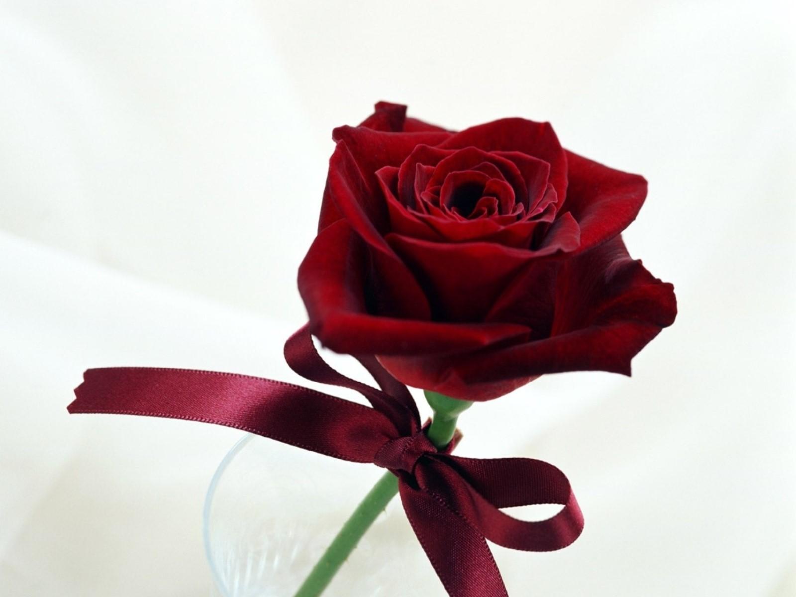 1600x1200 Beautiful Red Rose With Rebin HD Laptop Background And Kisses Roses