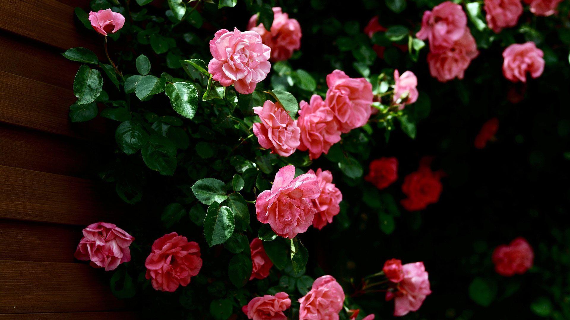 1920x1080 Flower Laptop Wallpaper