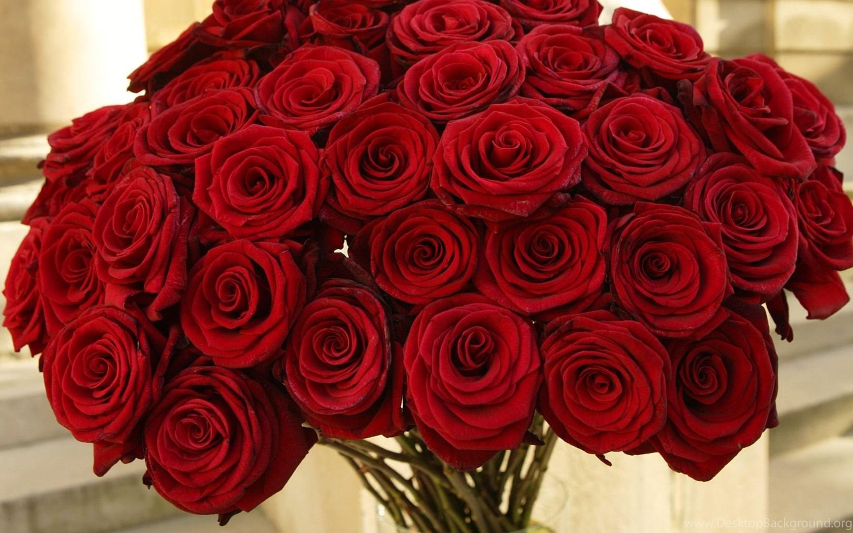Red Rose Laptop Wallpapers - Top Free Red Rose Laptop Backgrounds ...