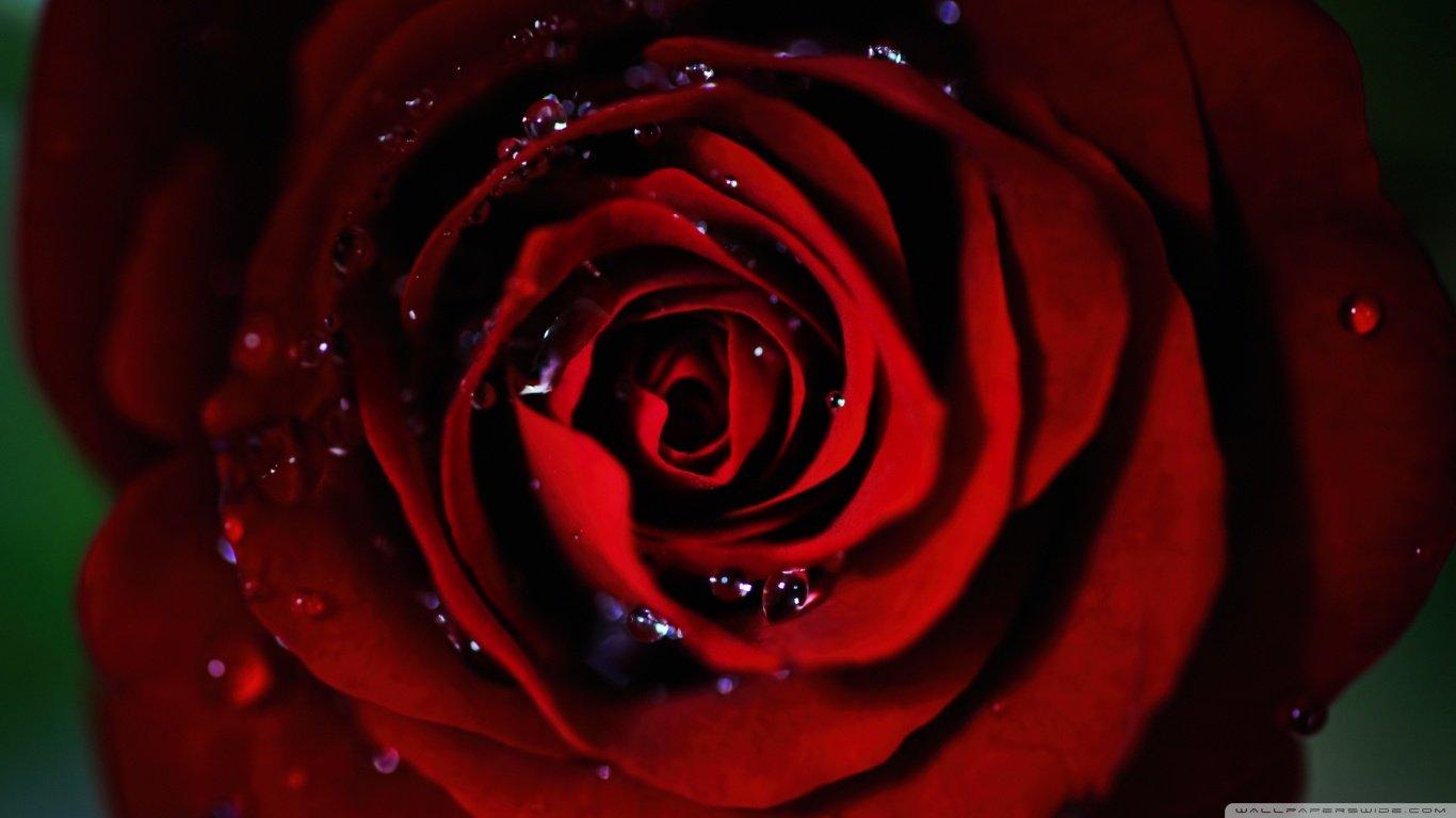 1366x768 Rose wallpaper 1366x768 (laptop) desktop background