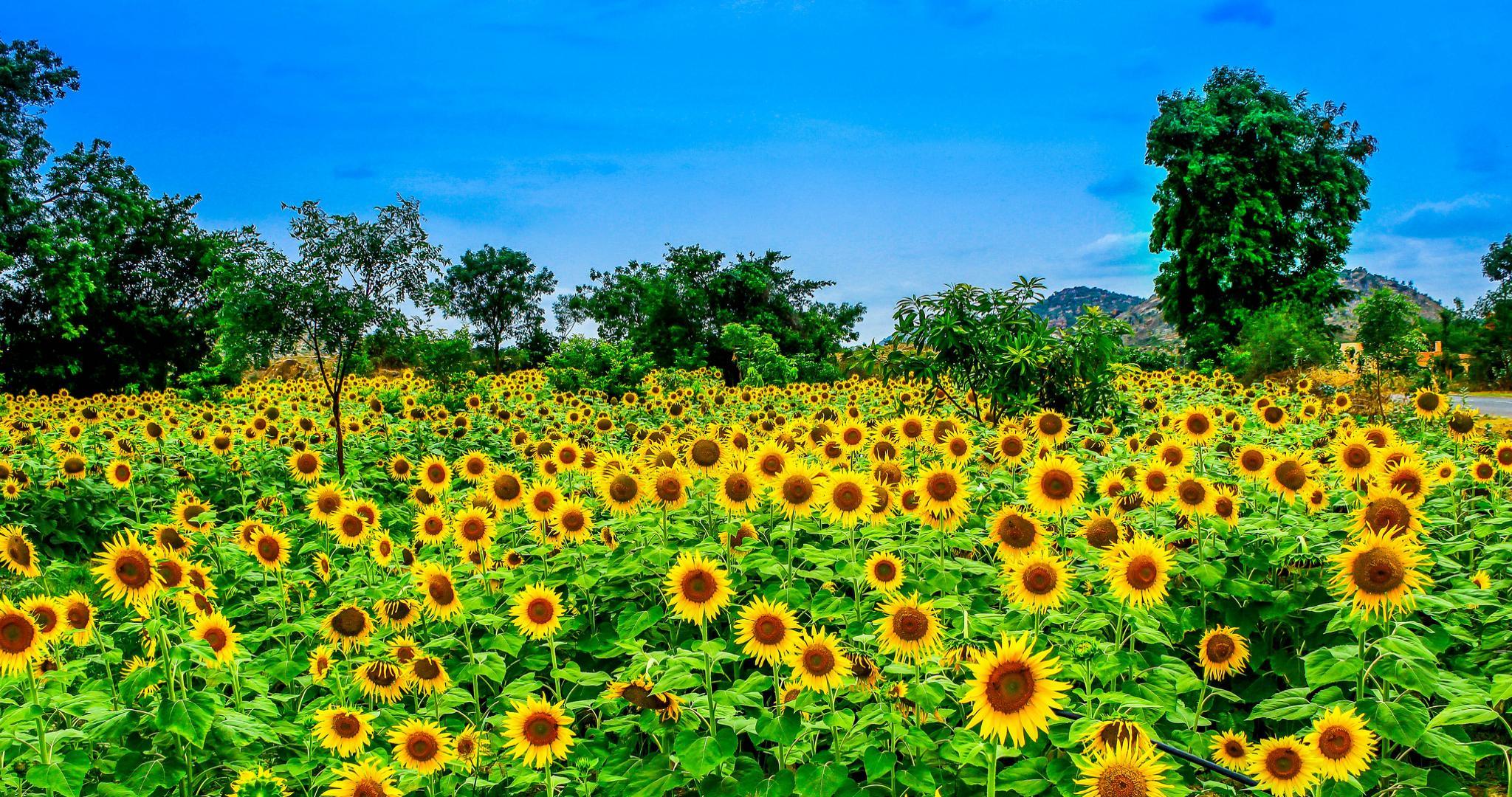 2048x1080 Yellow Flower wallpaper HD for desktop background