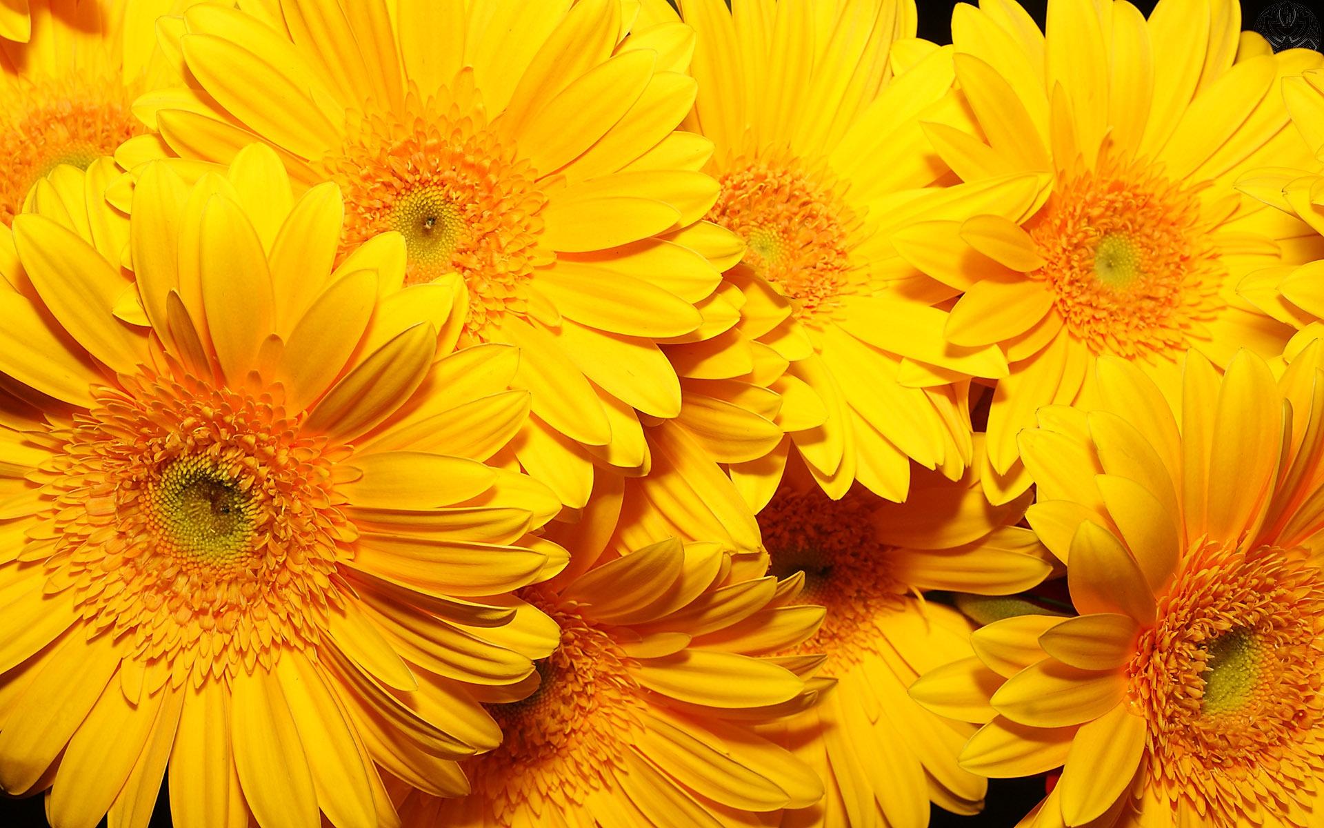 1920x1200 Magnificent Yellow Flower Wallpaper. Full HD Picture
