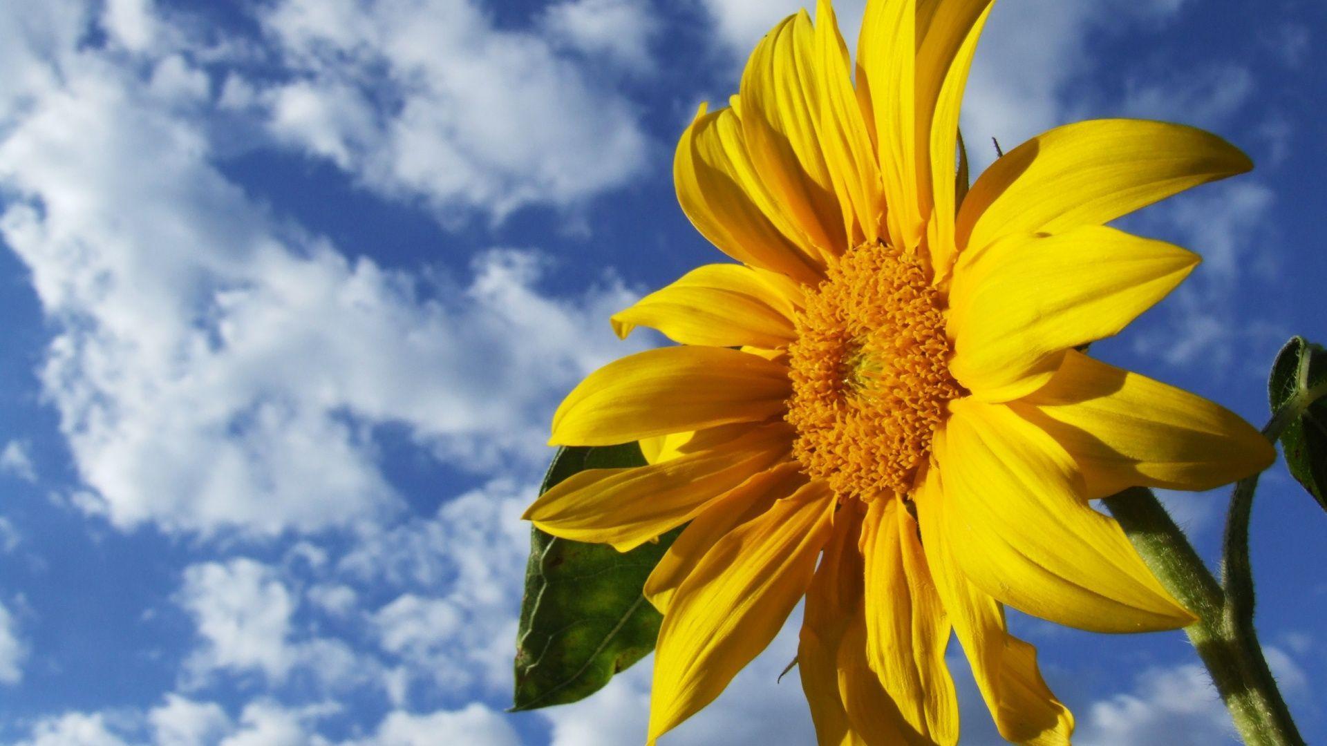 1920x1080 3D Sunflower Wallpaper For Desktop