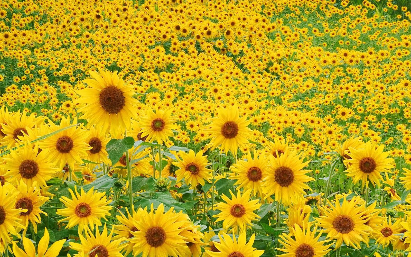 1600x1000 Free download Sunflower Desktop Wallpaper ImgHD Browse and Download [1600x1000] for your Desktop, Mobile & Tablet. Explore Sunflower Desktop Wallpaper Free. Wallpaper Sunflowers