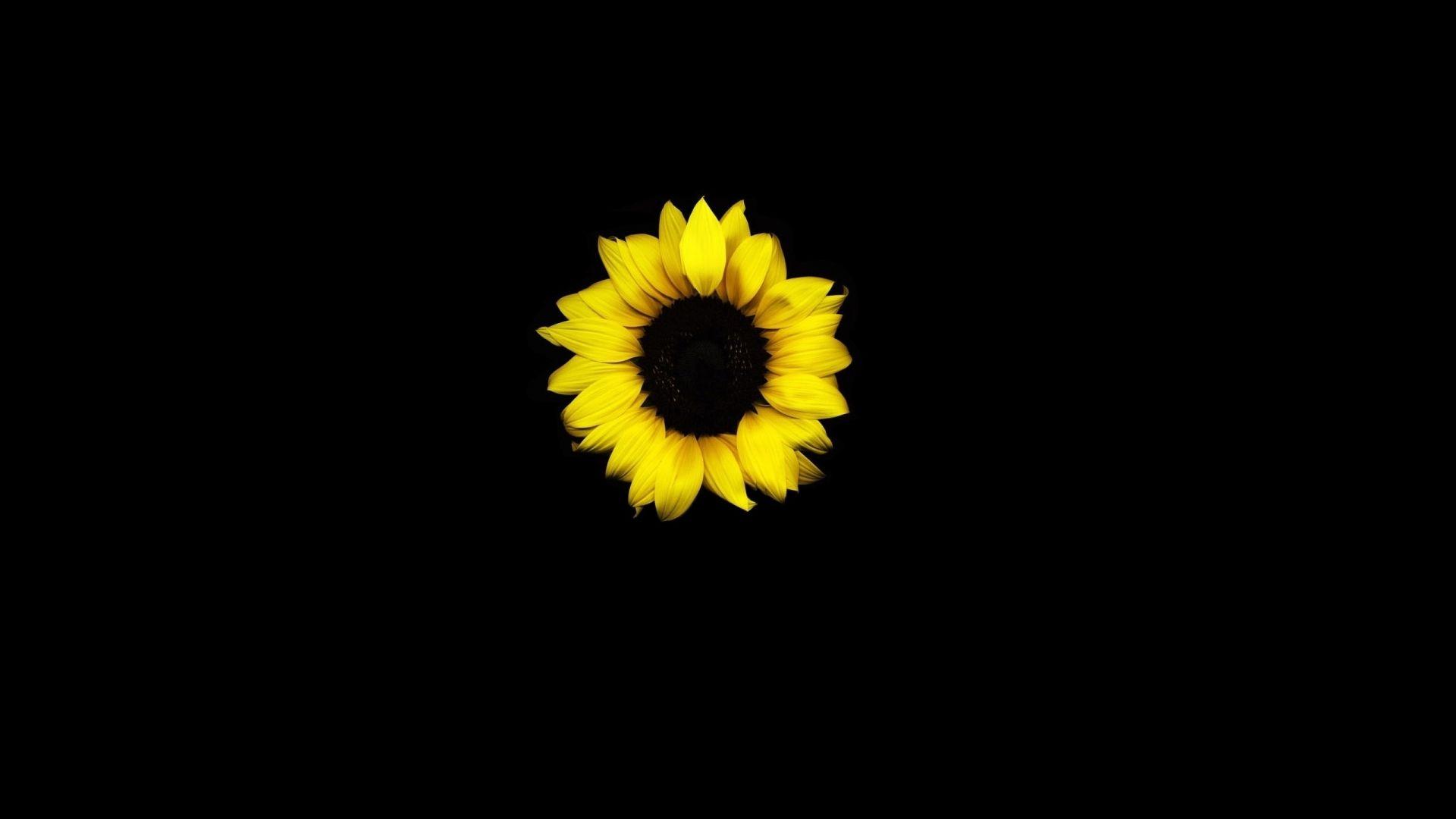 1920x1080 Desktop wallpaper sunflower, yellow, dark, HD image, picture, background, 6b11b3