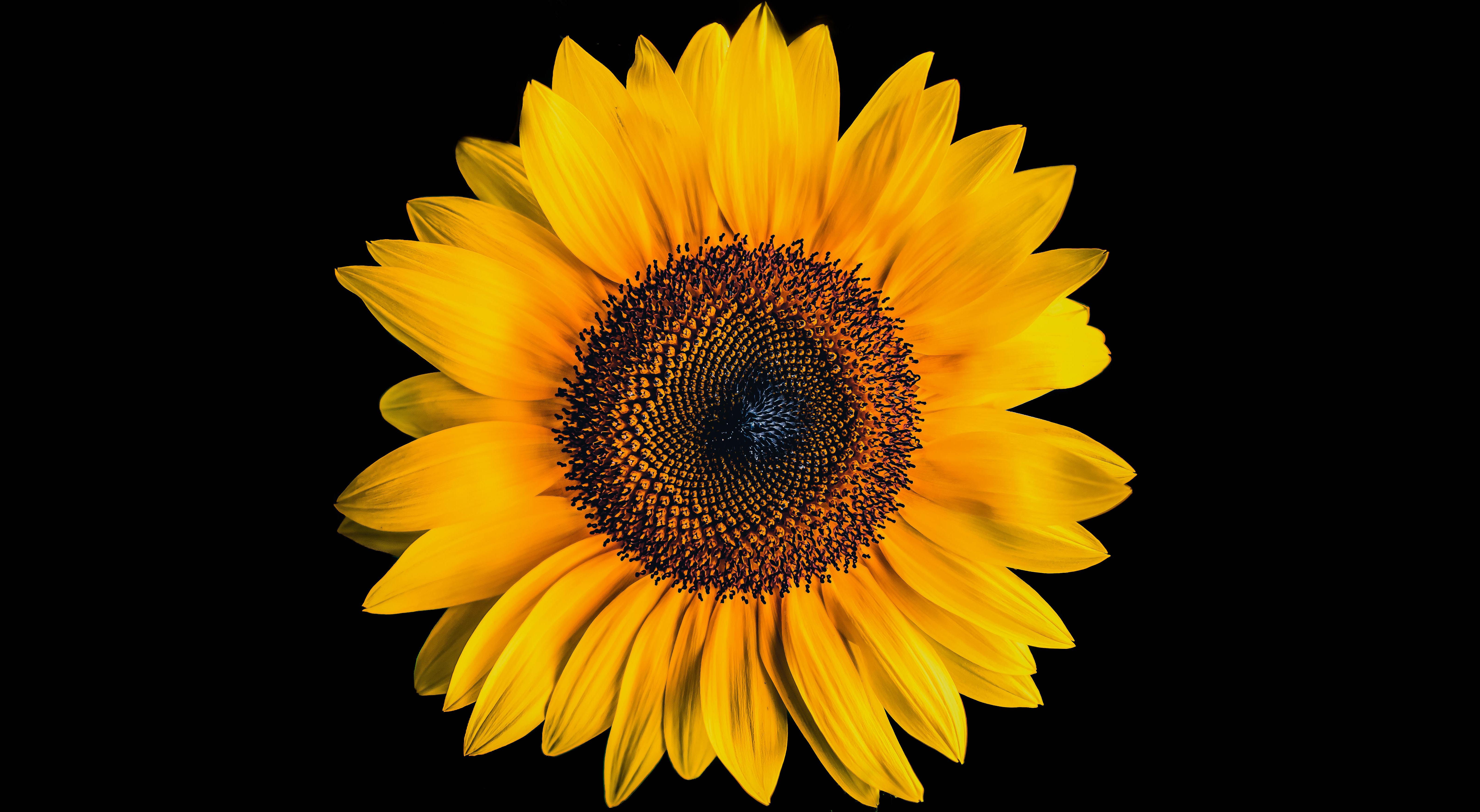 6400x3513 Sunflower Wallpaper 4K, Black background, Yellow flower, 5K, Flowers