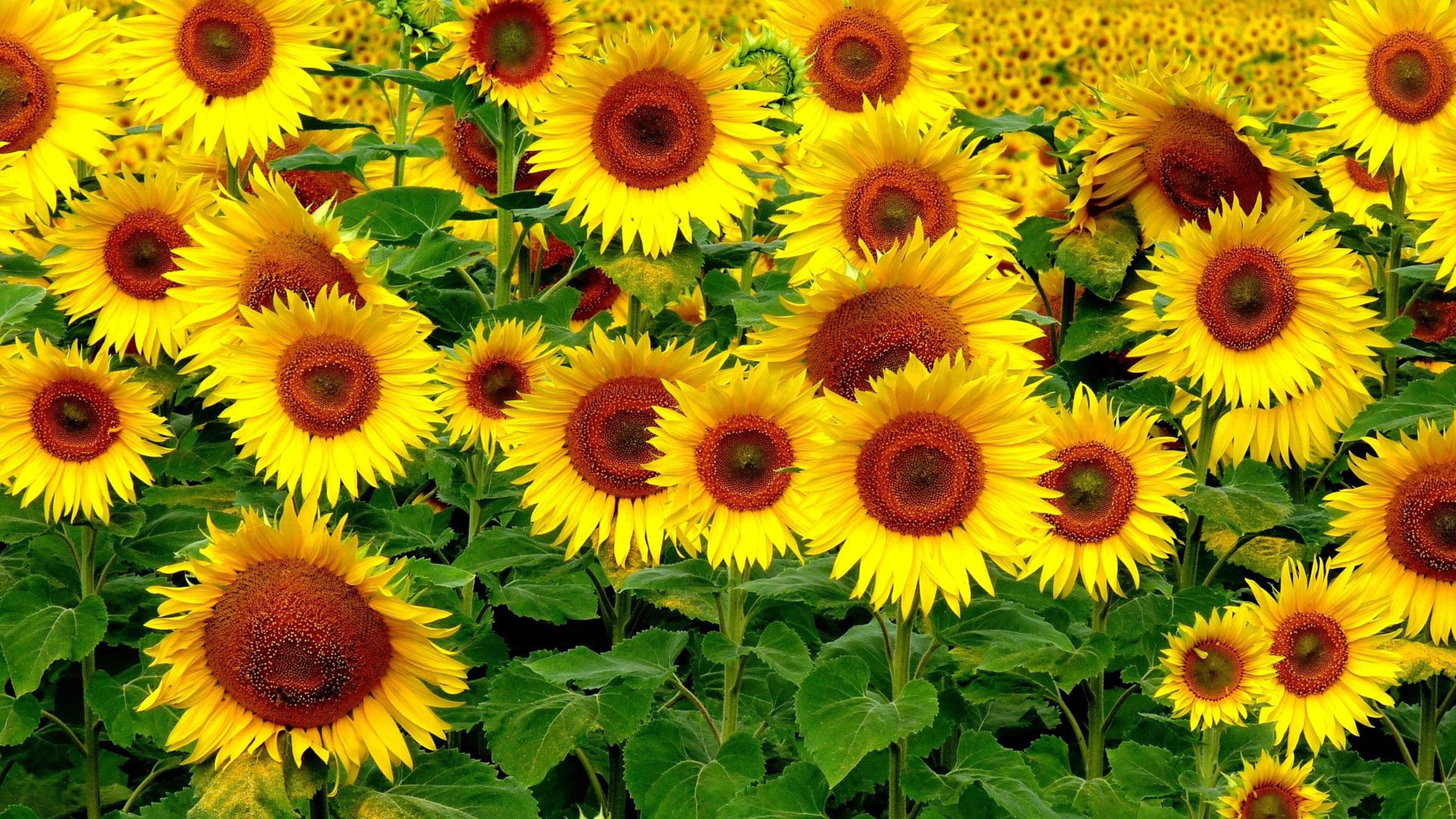 3840x2160 Sunflower Beautiful Yellow Flowers 4k Ultra HD Wallpaper For DeskX2160 :