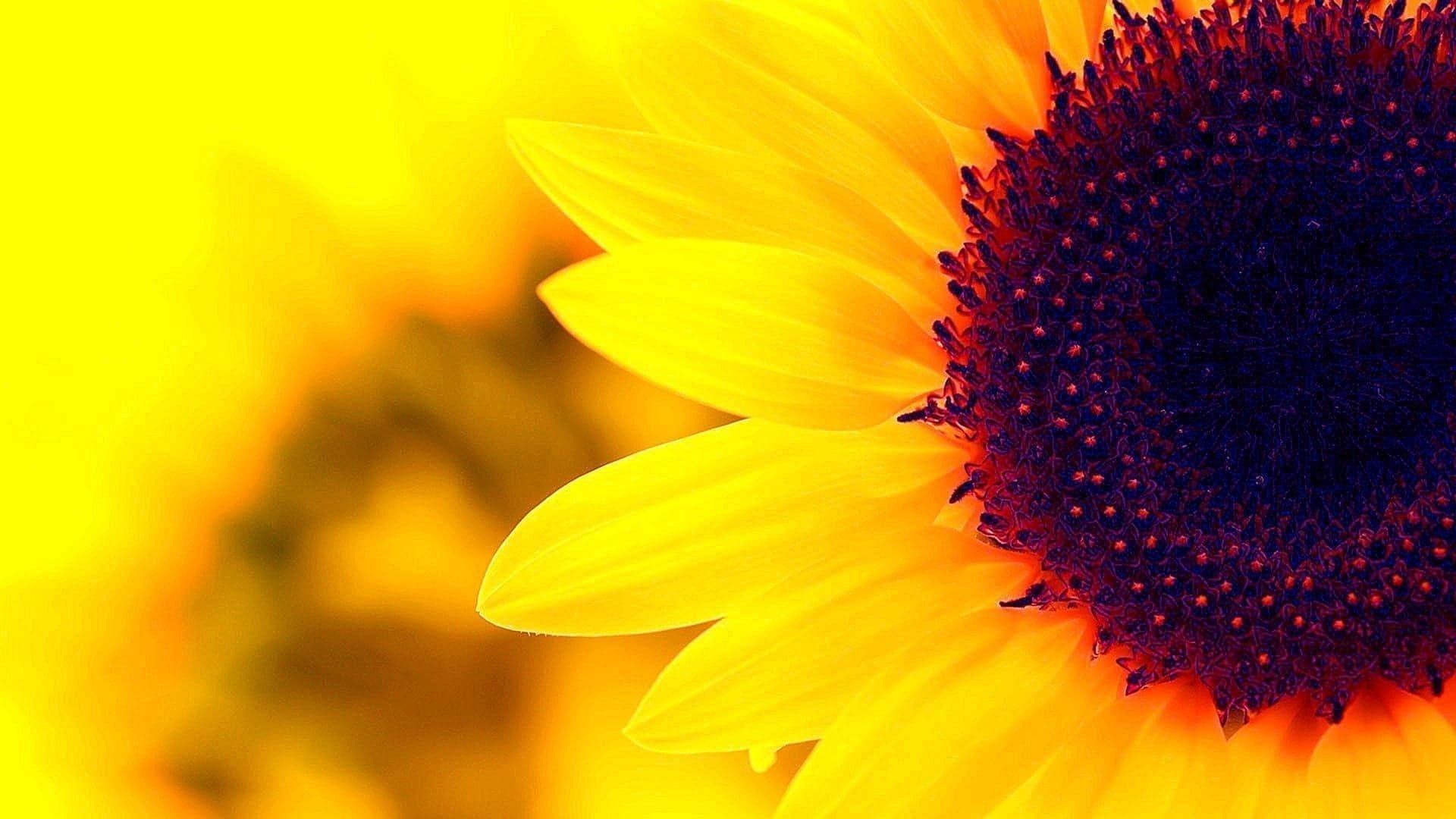 1920x1080 High Resolution Sunflower Desktop Wallpaper