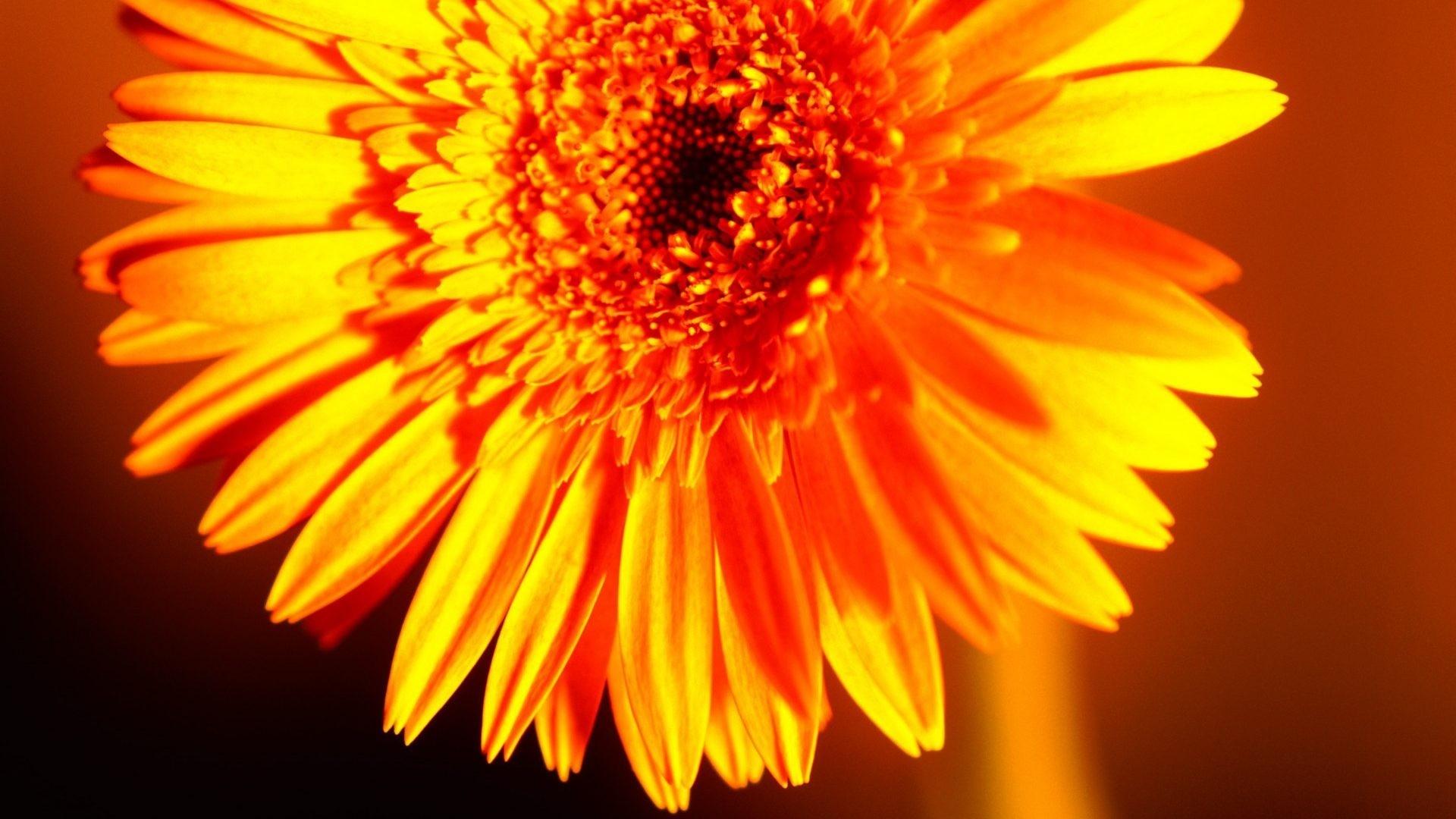 1920x1080 Yellow Flower Desktop Wallpaper Cute Wallpaper