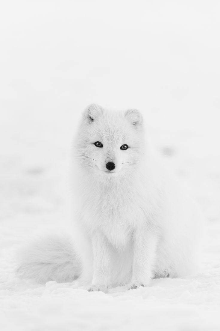 735x1103 Fox Print White Fox Art Arctic Fox Animal Print White Animal Print Winter Wall Art White Fox Printable Snow Animals Modern Wall Art Nursery. Baby arctic fox, Snow animals, Pet fox