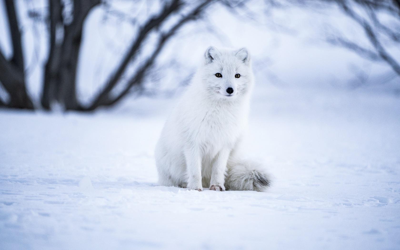 1680x1050 Arctic fox Wallpaper 4K, White wolf, Iceland, Snow field, Selective Focus, Animals