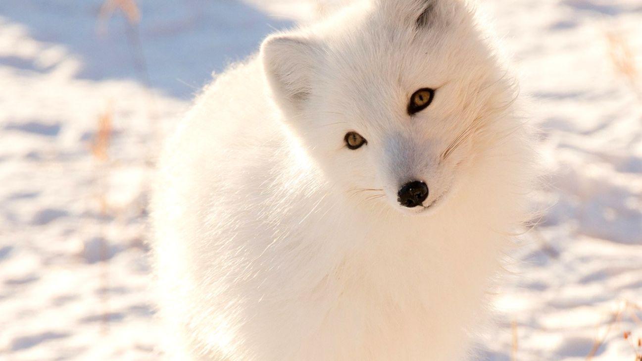 1297x729 Wallpaper For Desktop Laptop Mz77 Winter Animal Fox Picture Of Arctic Foxes