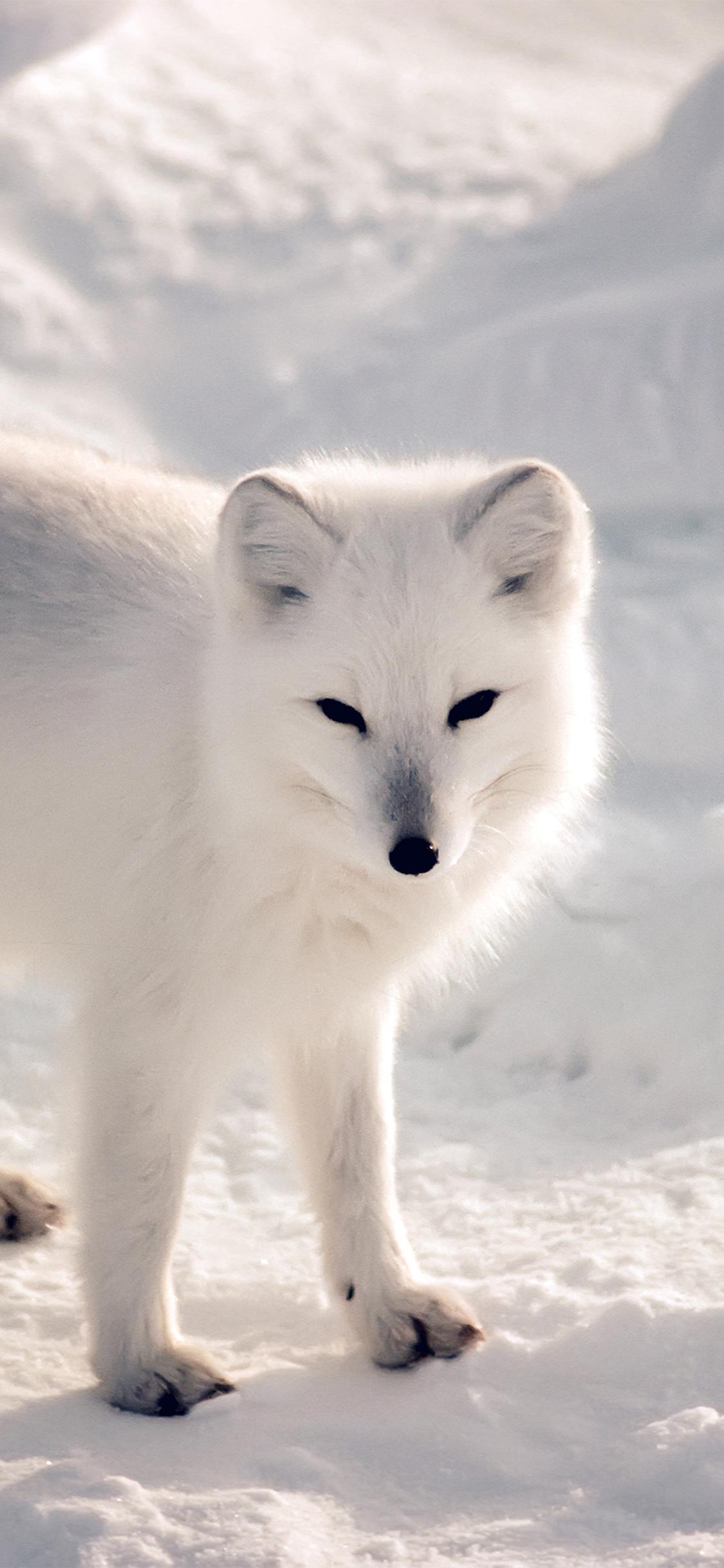 1125x2436 iPhone X wallpaper. white artic fox snow winter animal
