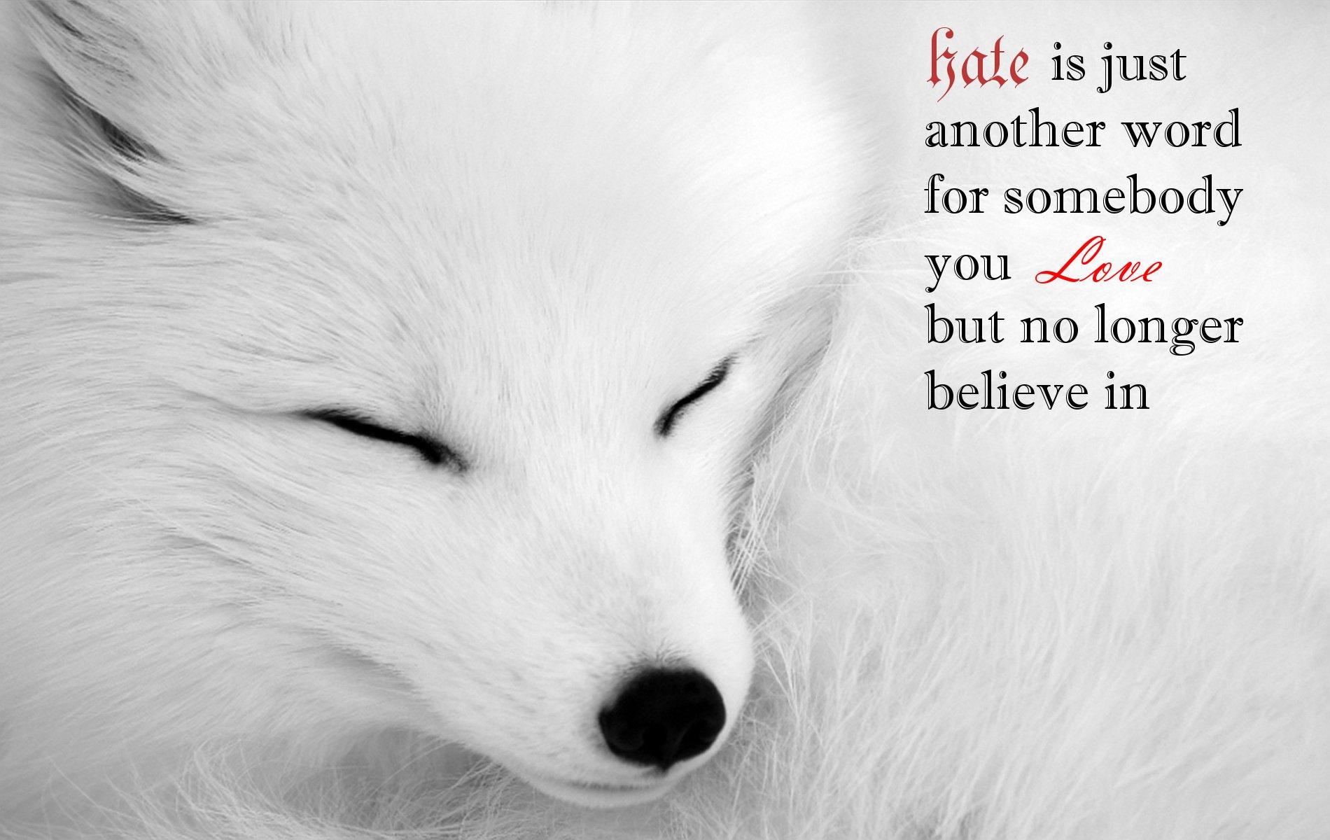 1900x1200 Arctic Fox Wallpaper and Background Imagex1200