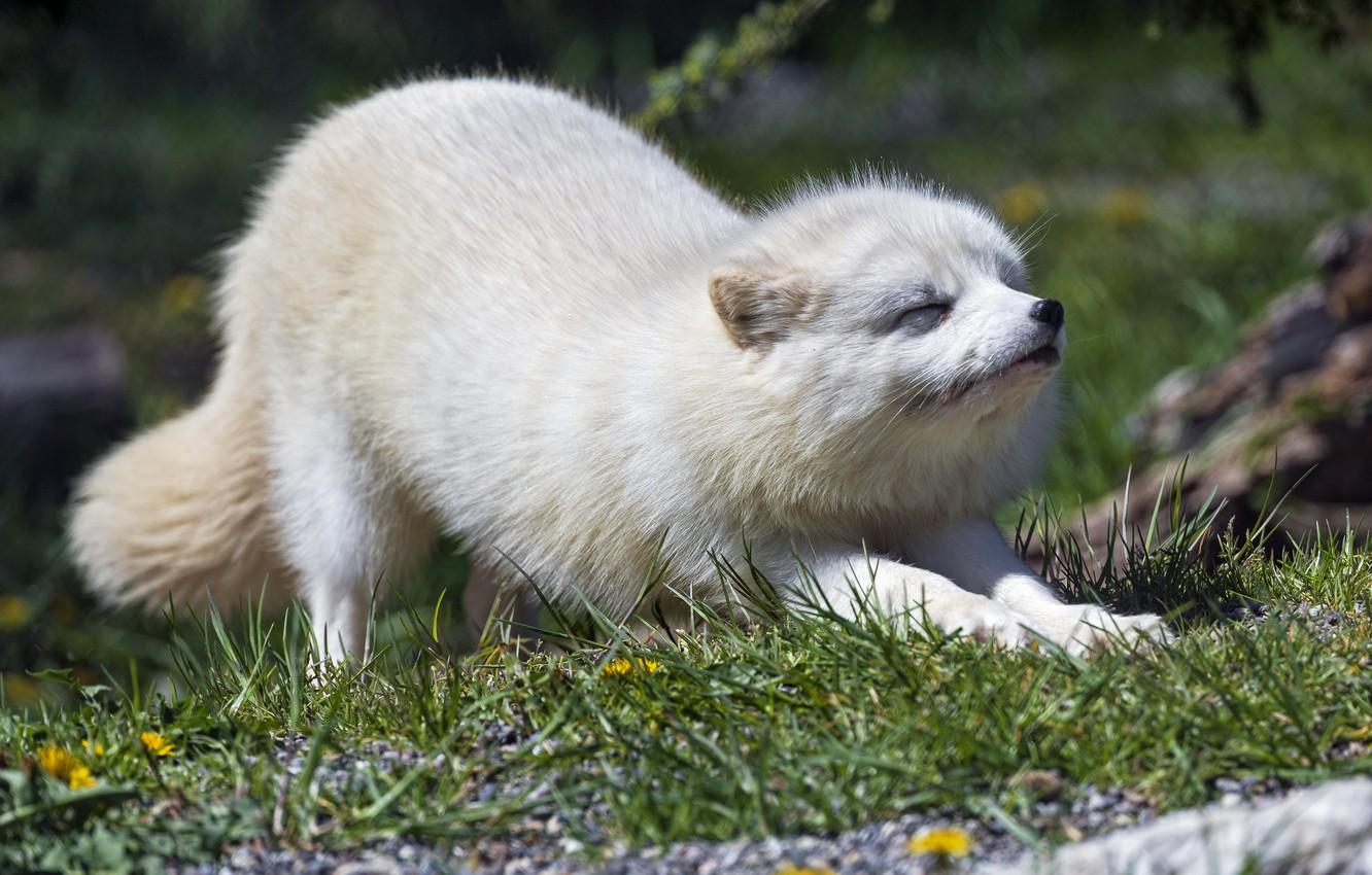 1332x850 Wallpaper grass, pose, Arctic Fox image for desktop, section животные