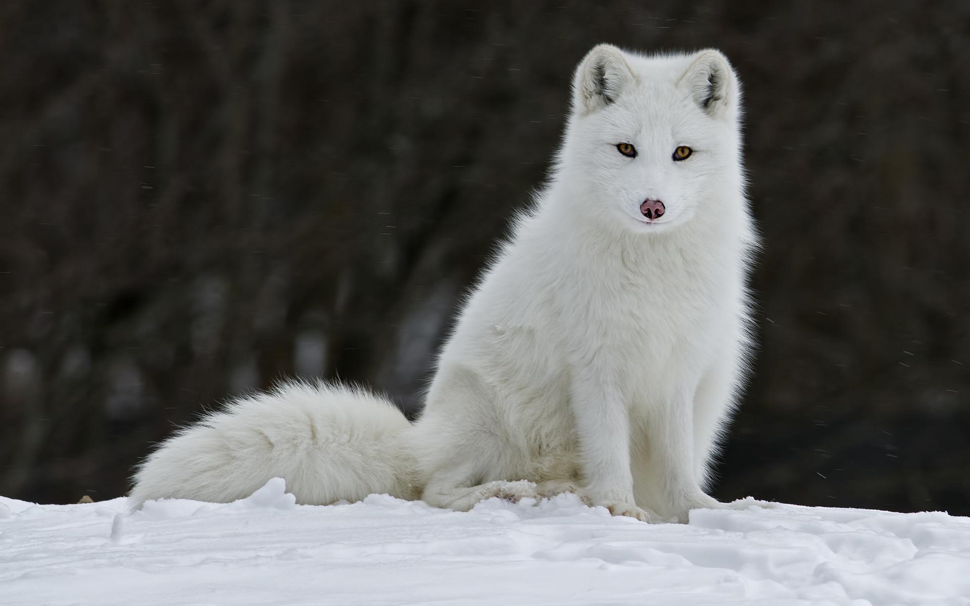 1920x1200 Free download Arctic Fox Wallpaper HD Download [1920x1200] for your Desktop, Mobile & Tablet. Explore Arctic Fox Wallpaper. Arctic Wolf Wallpaper, Arctic Monkeys Wallpaper HD, Snow Fox Wallpaper