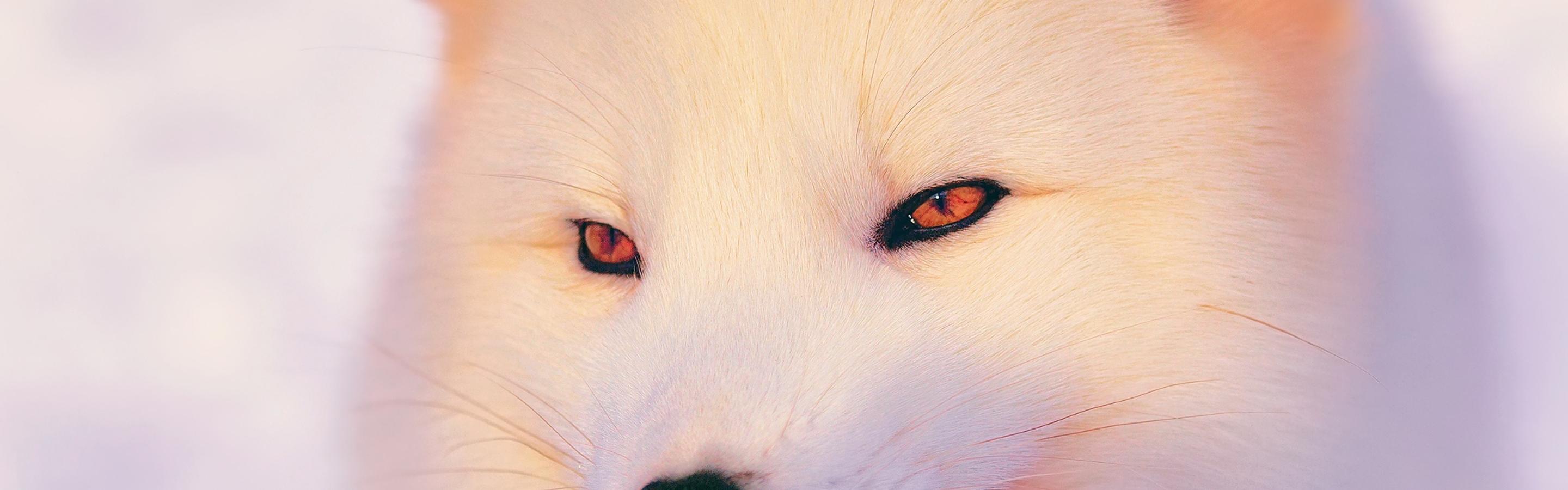 2880x900 Arctic Fox Wallpaper white animal