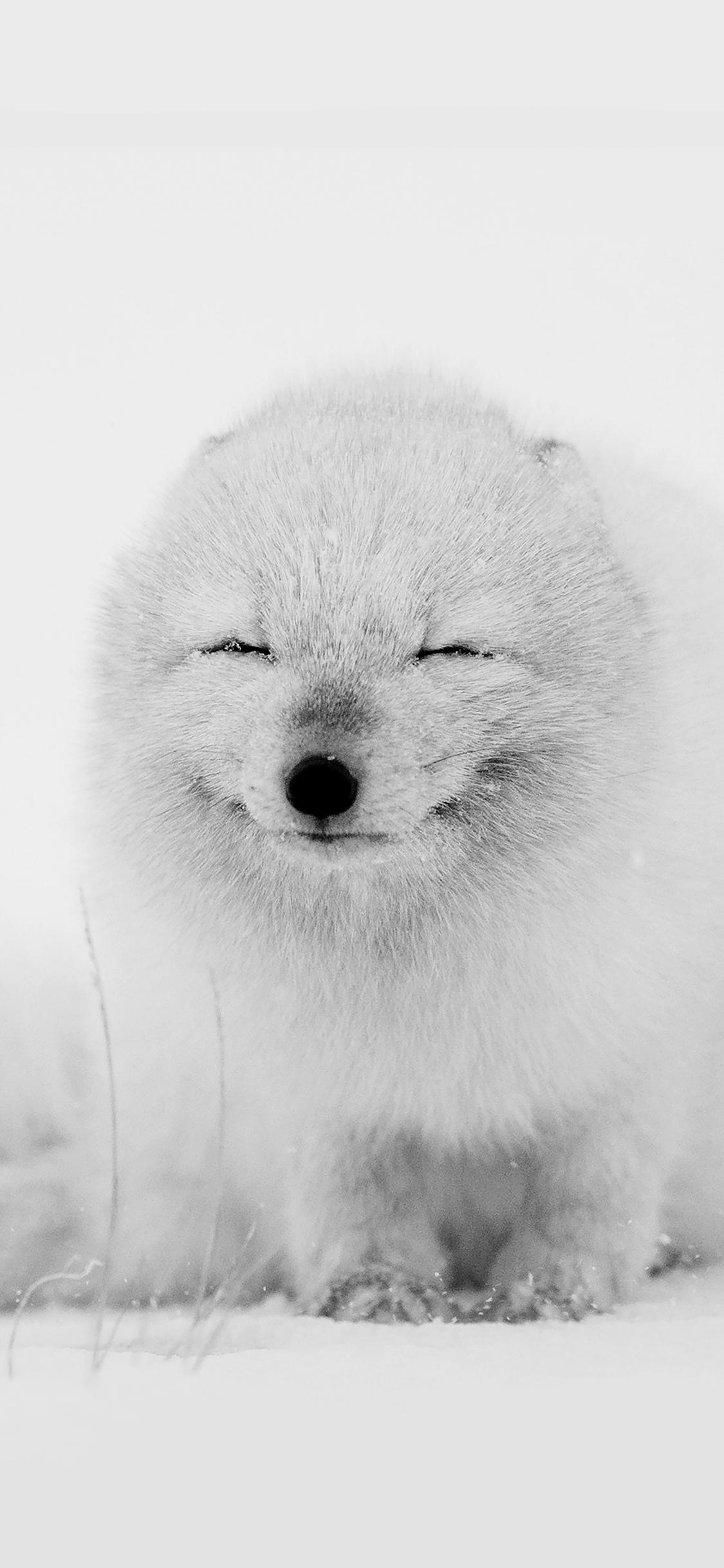 1125x2436 Arctic Fox Wallpaper HD Wallpaper