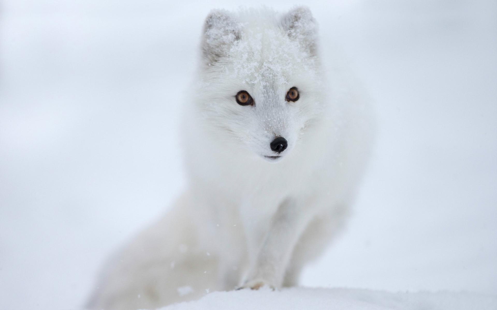 1920x1200 Arctic Fox Wallpaper