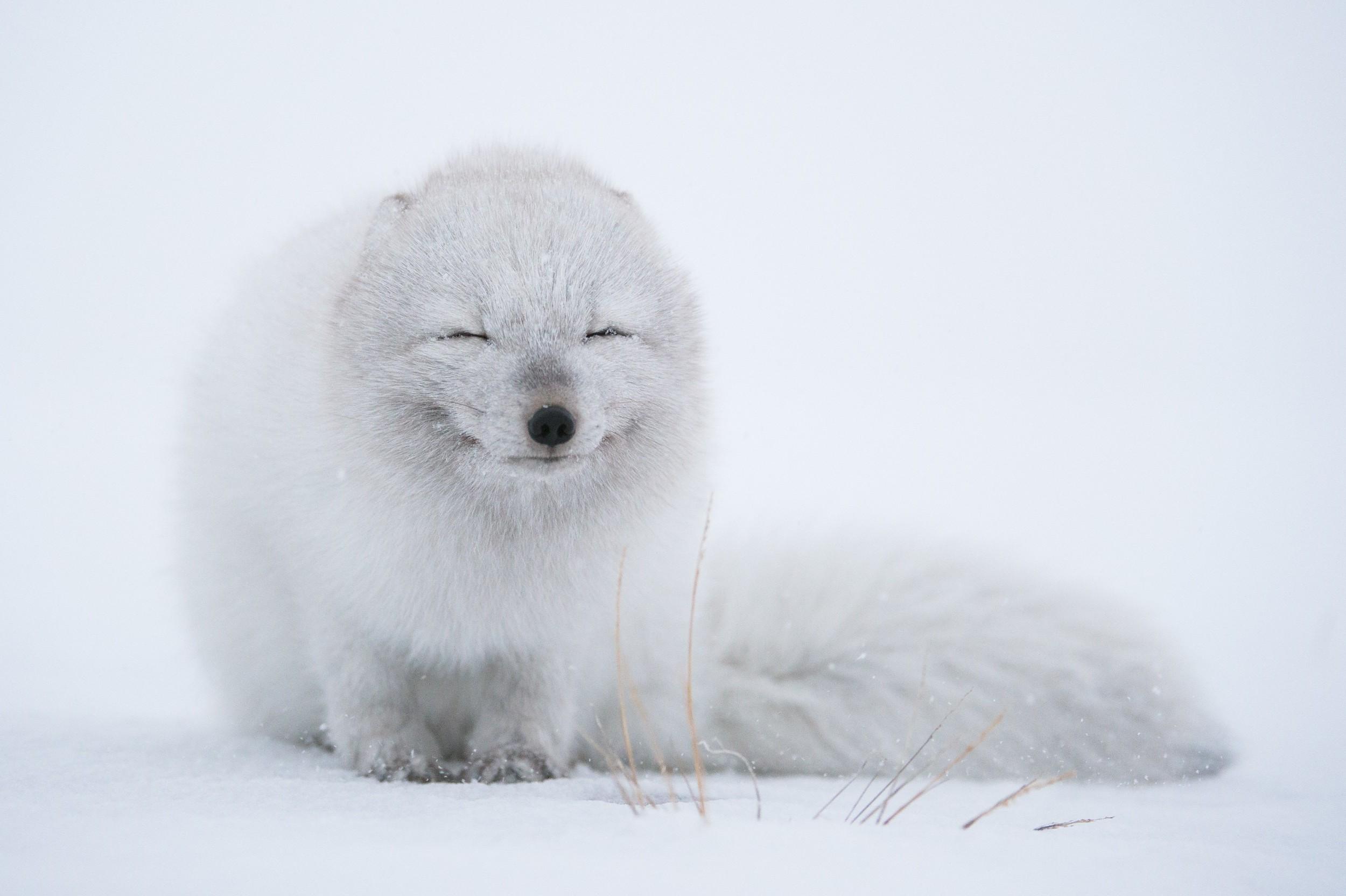 2500x1664 wildlife animals fox arctic fox snow white wallpaper