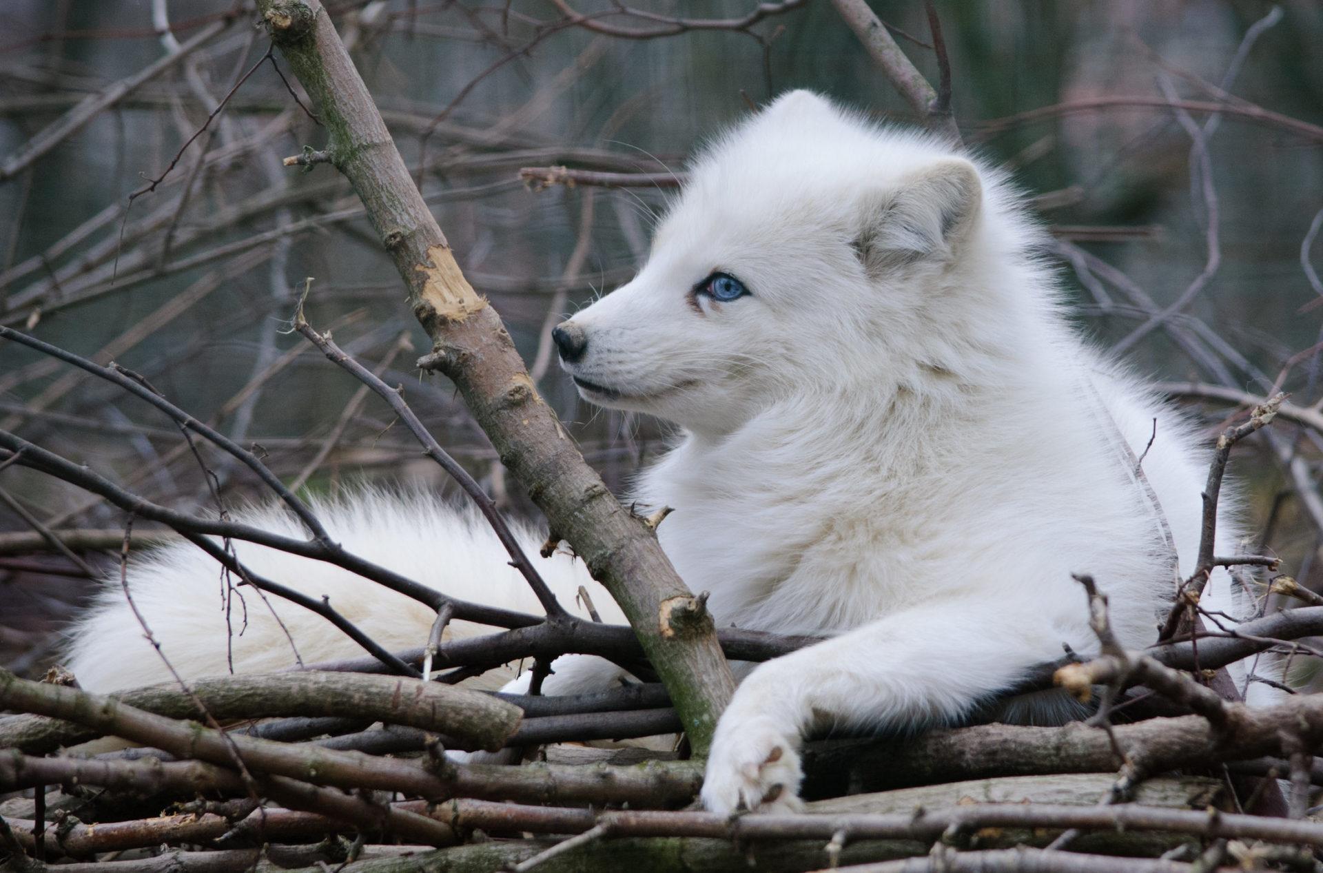 1920x1267 Arctic Fox