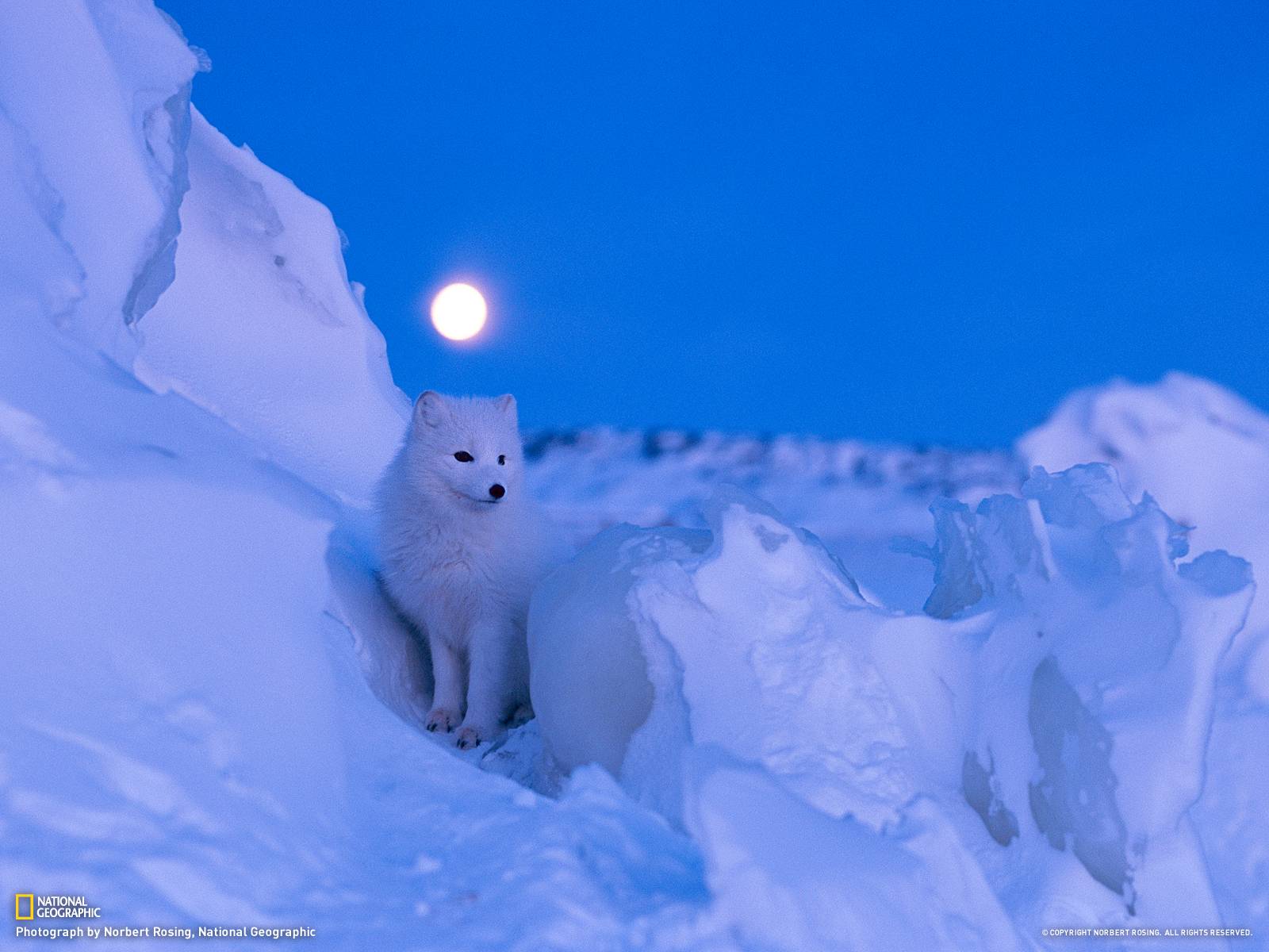 1600x1200 Arctic Fox Wallpaper