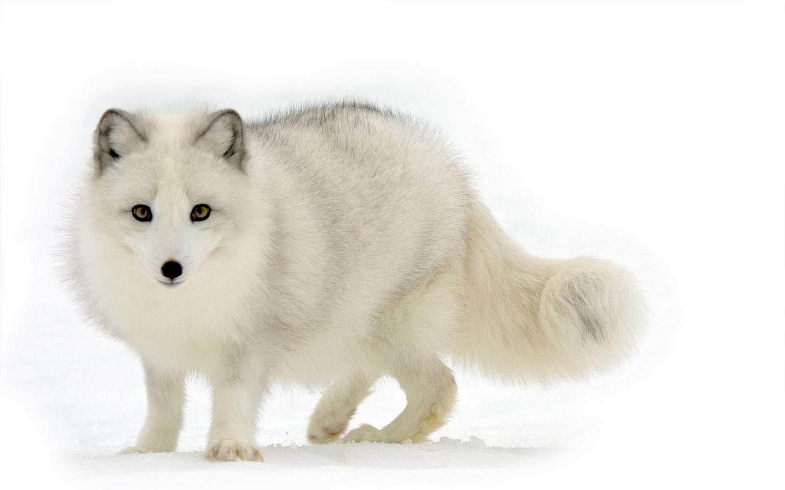 1600x1000 Cute Baby HD Wallpaper: Polar Fox Wallpaper